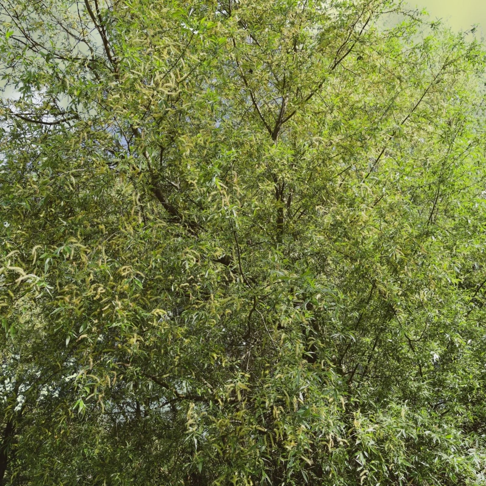 Black Willow Tree Cuttings 12 Pack - Fast Growing Shade & Privacy Salix nigra Tree Branches