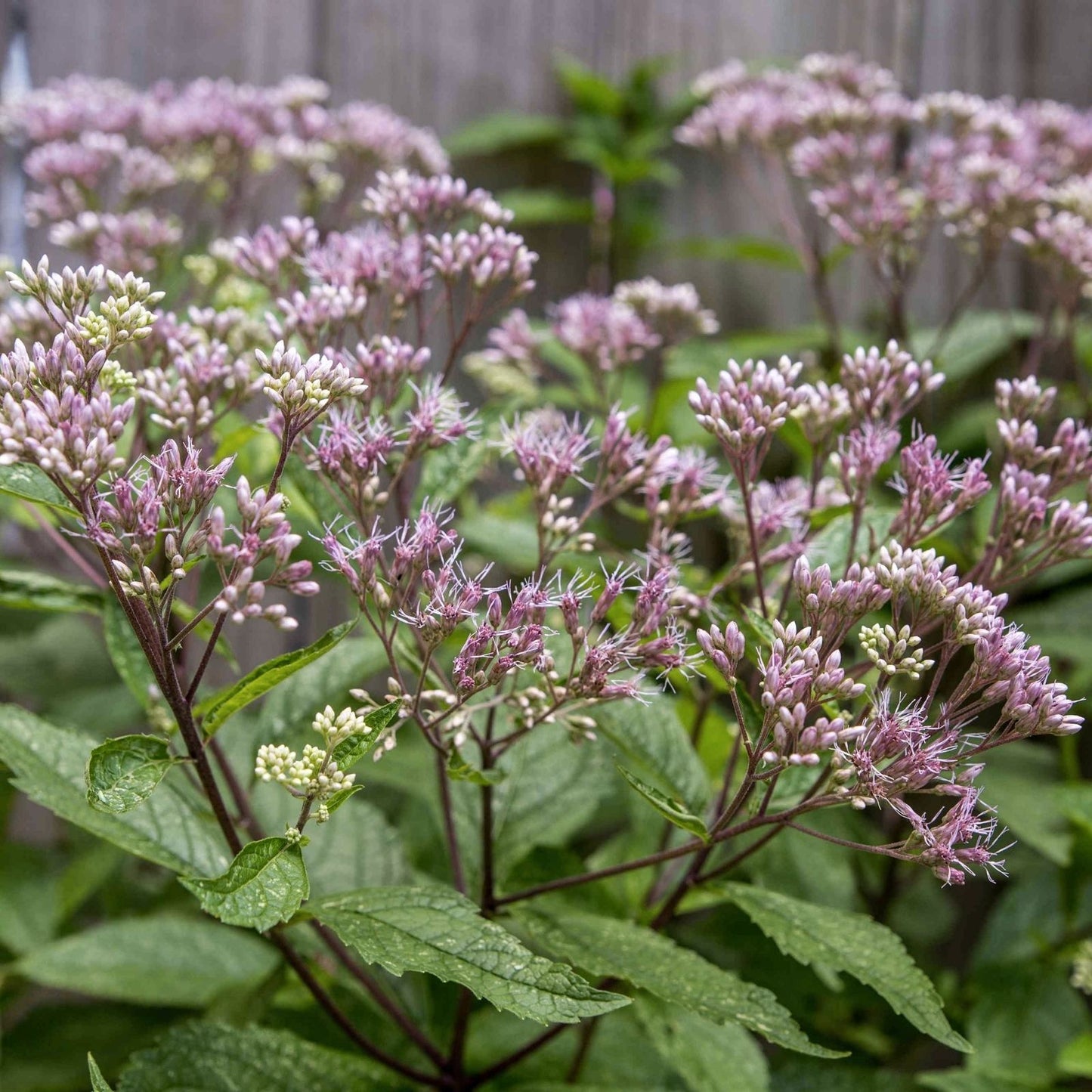 Joe Pye Weed Perennial Plant - Tall Grower, Winter Hardy, Bare-root, Eupatorium purpureum, Native Garden Flower