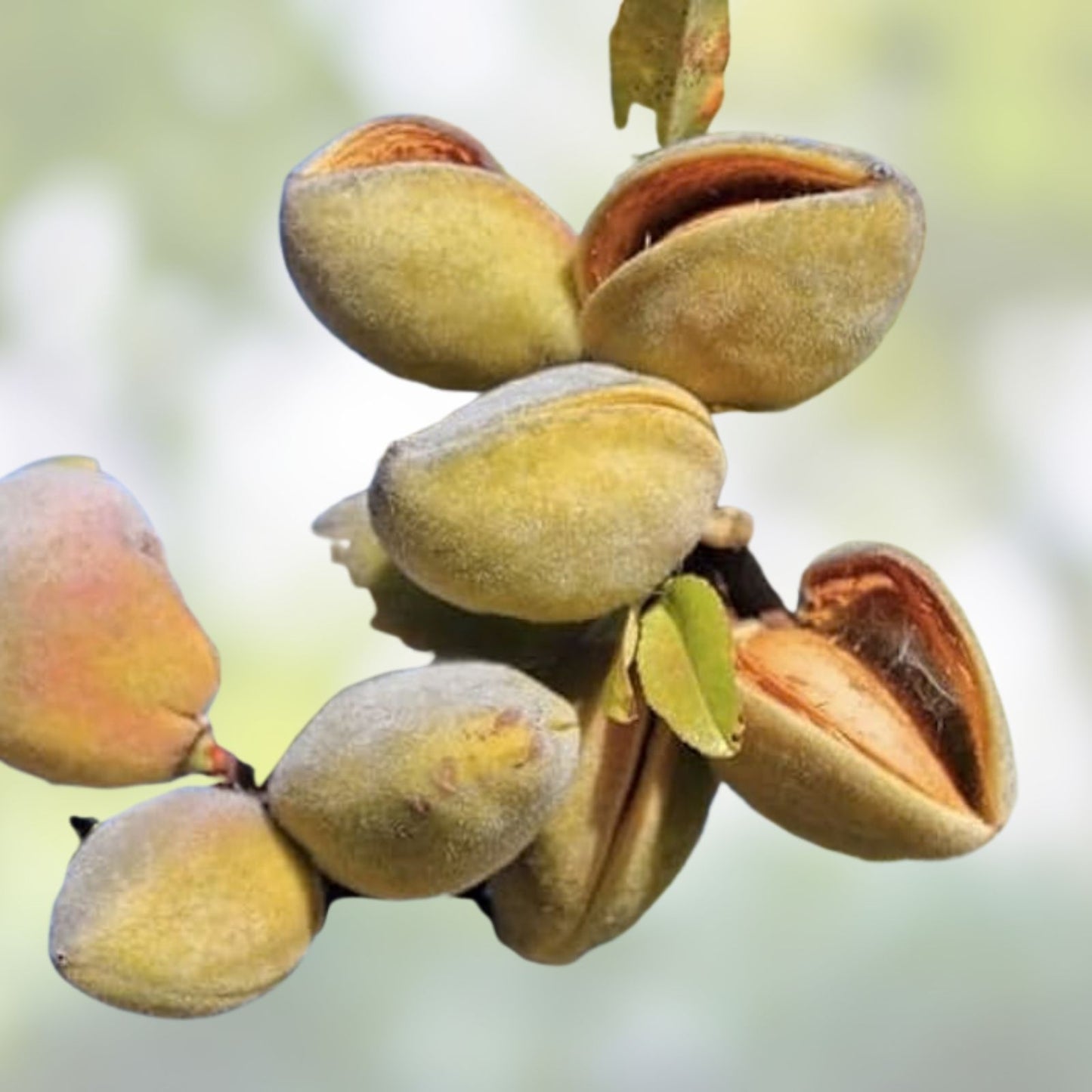 Almond Tree Seeds 20 Pack – Grow Prunus dulcis Almond Trees – Fruit Tree Seeds for Planting