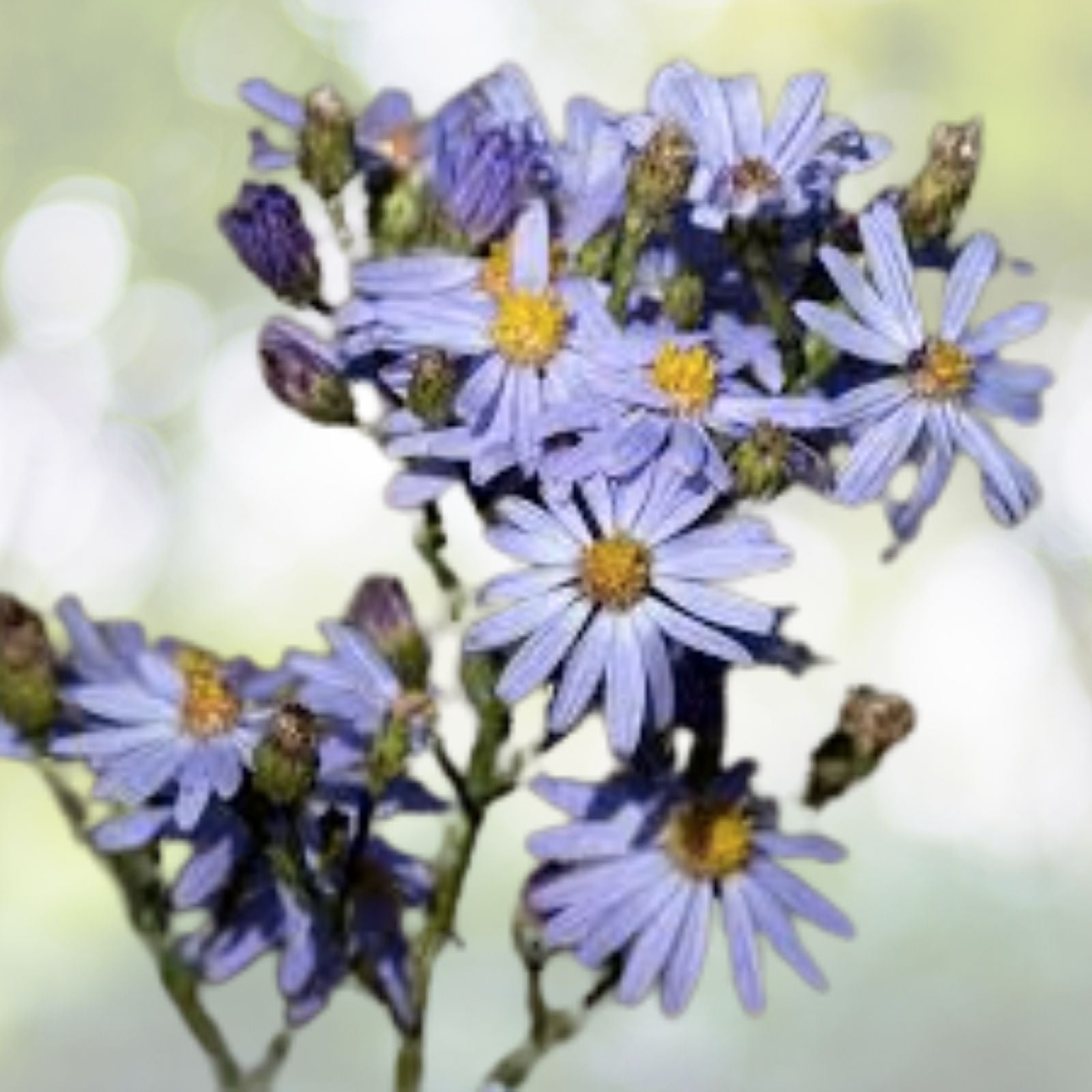 Sky Blue Aster Seeds - 50+ Seeds - Symphyotrichum oolentangiense - Native Wildflower Plants