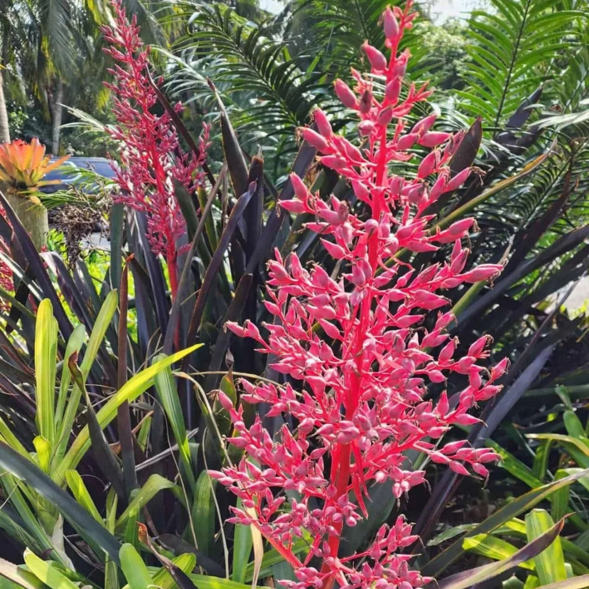 Bromeliad Plant 8" Pot Neoregelia Johannis Variegated Green & White Foliage with Pink Tips, Neoregelia Johannis