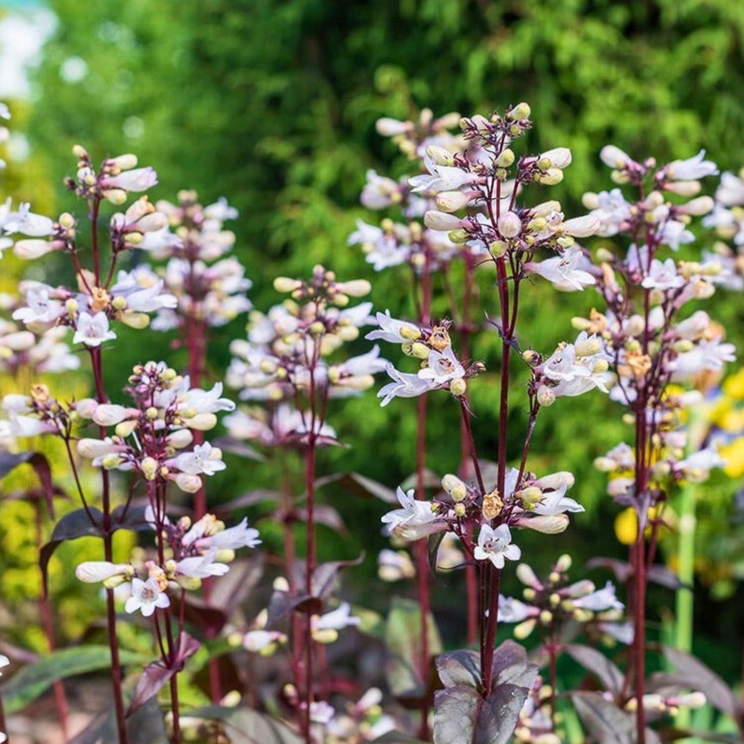 Foxglove Beardtongue Live Starter Plant - Husker Red Penstemon Digitalis Bare Root Perennial