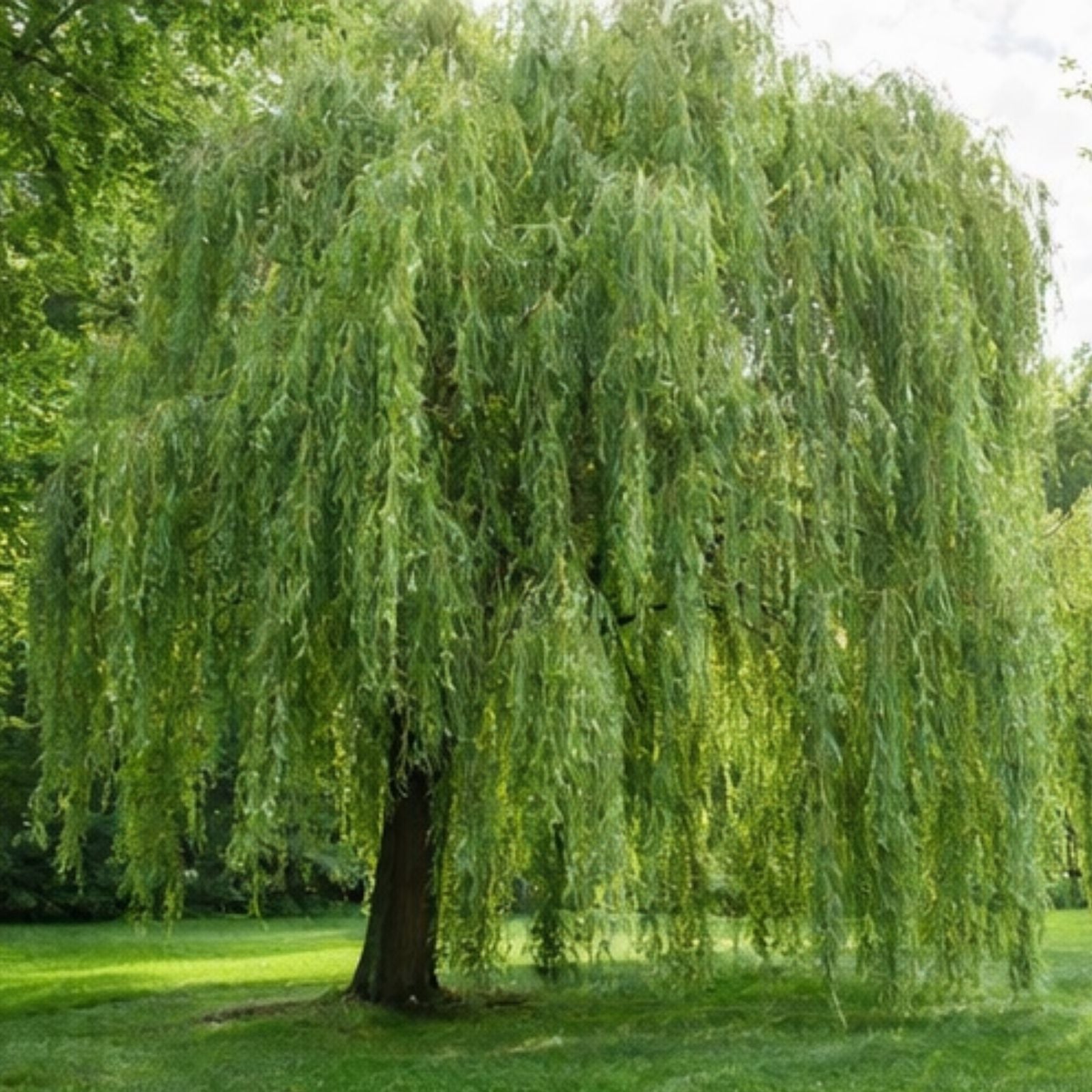 50 Thin Hybrid Willow Tree Cuttings | 1/4 Inch or Smaller | Salix × sepulcralis | Live Tree Propagation Material