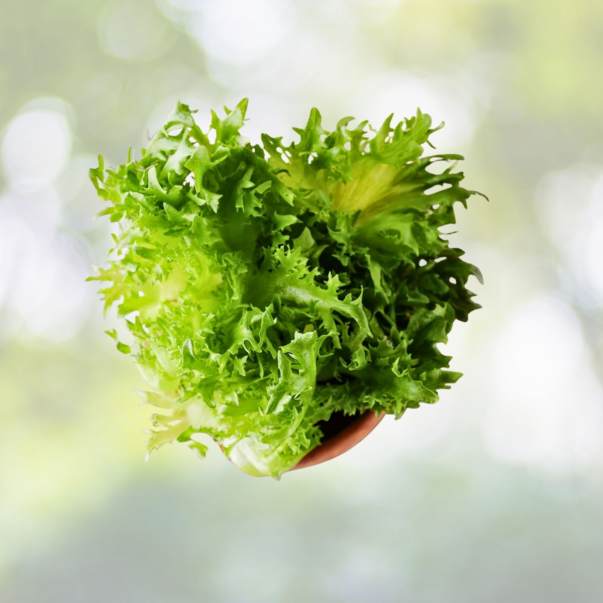 Green Ice Leaf Lettuce Seeds | Heirloom NON-GMO | Fresh Garden Seeds | Lactuca sativa