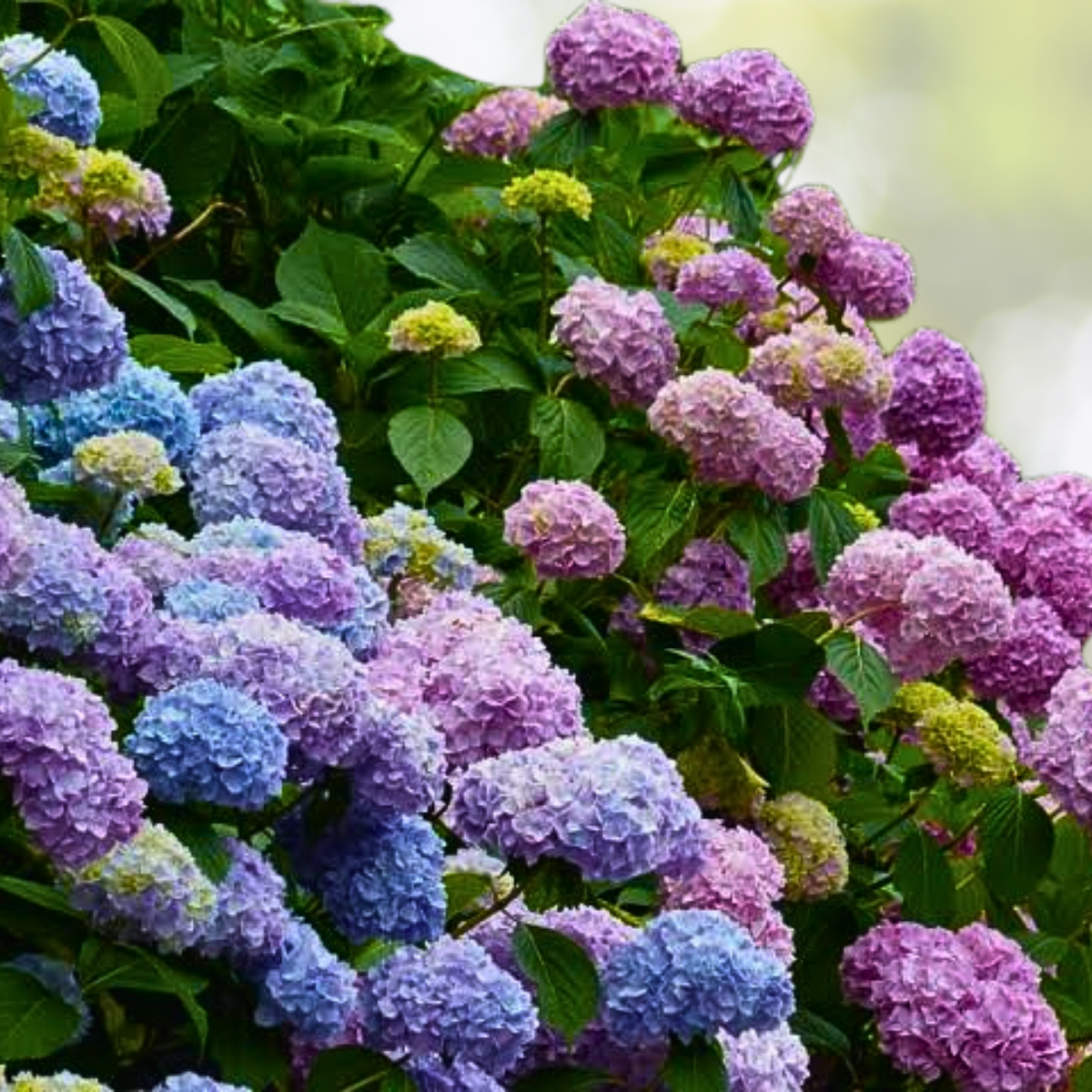 25pcs Hydrangea Flowers - Blue Pink Purple Variety - Hardy Perennial (Hydrangea macrophylla)