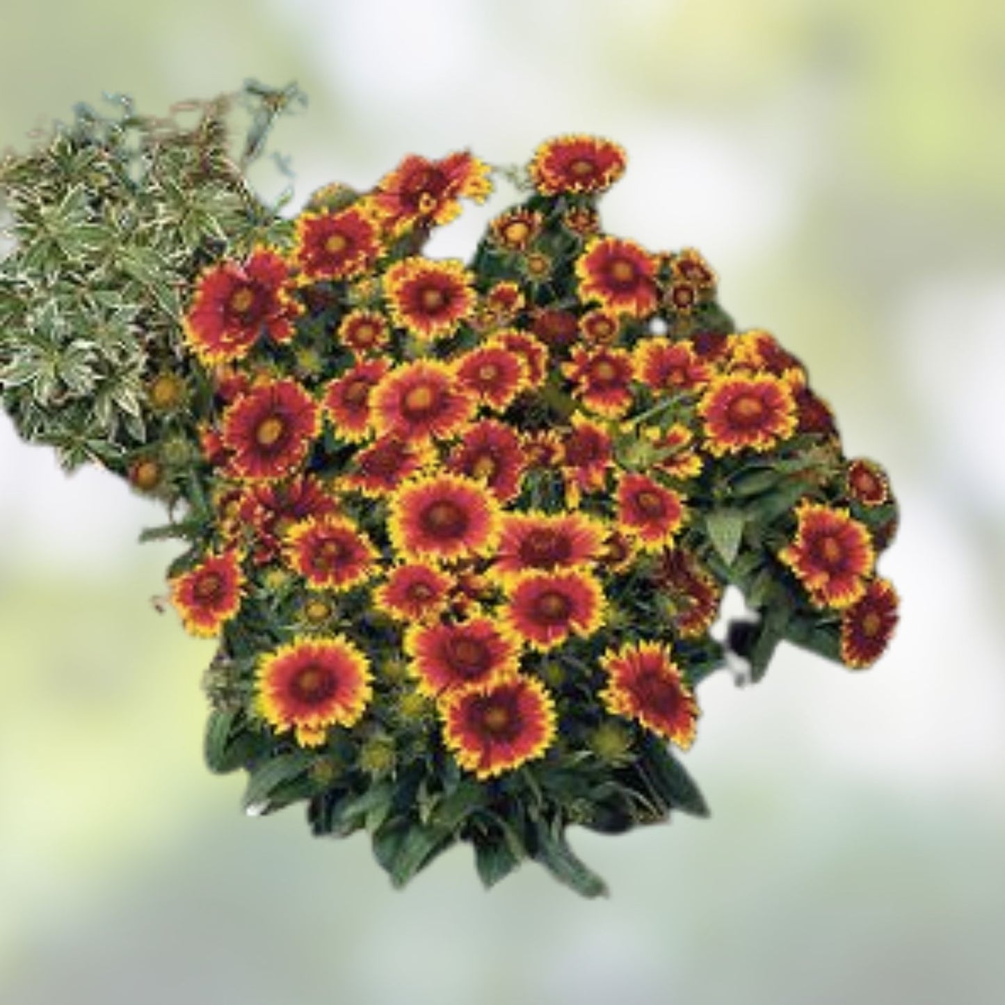 Indian Blanket Flower Seeds - Double Mix, 100 Seeds, Gaillardia pulchella, Native Wildflower, Drought Tolerant Garden Flower