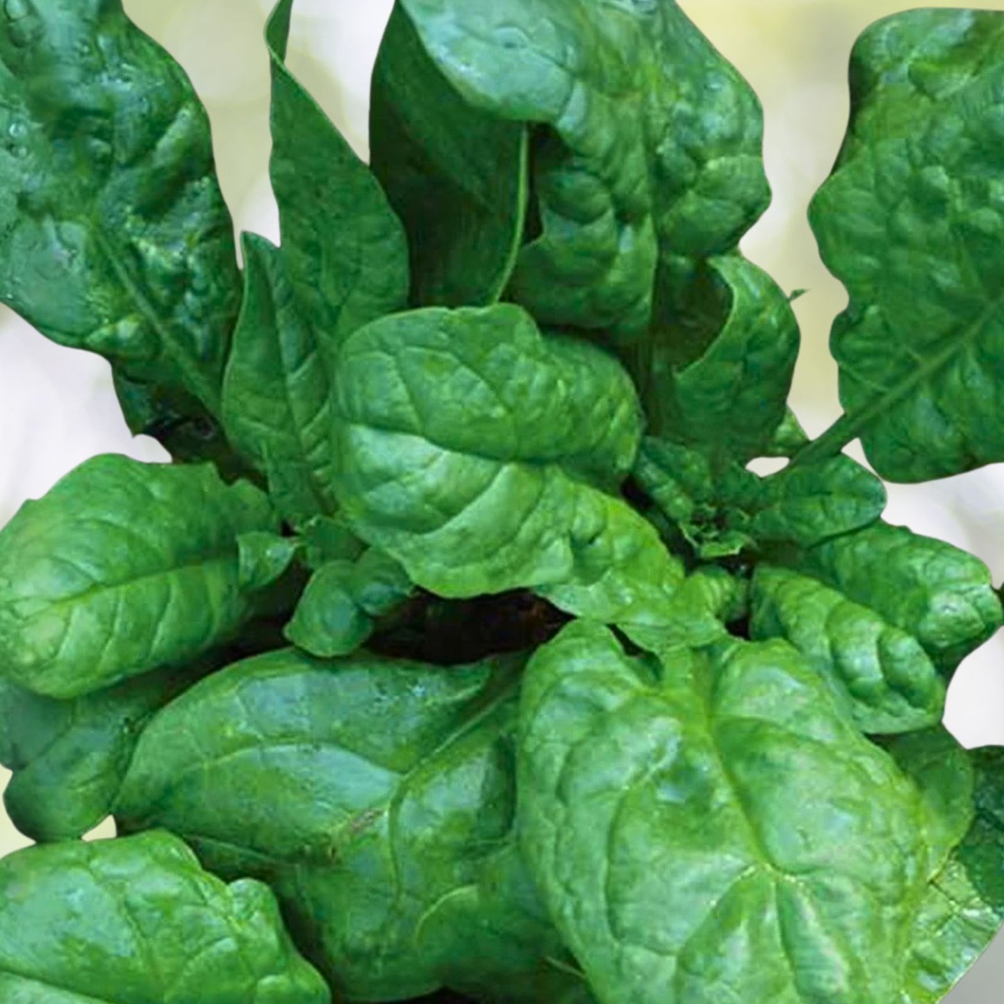 Heirloom Spinach Seeds 500 Non-GMO America Variety Spinacia oleracea Vegetable Seeds