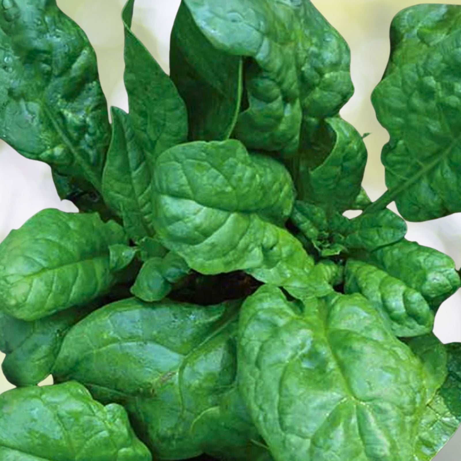 Heirloom Spinach Seeds 500 Non-GMO America Variety Spinacia oleracea Vegetable Seeds