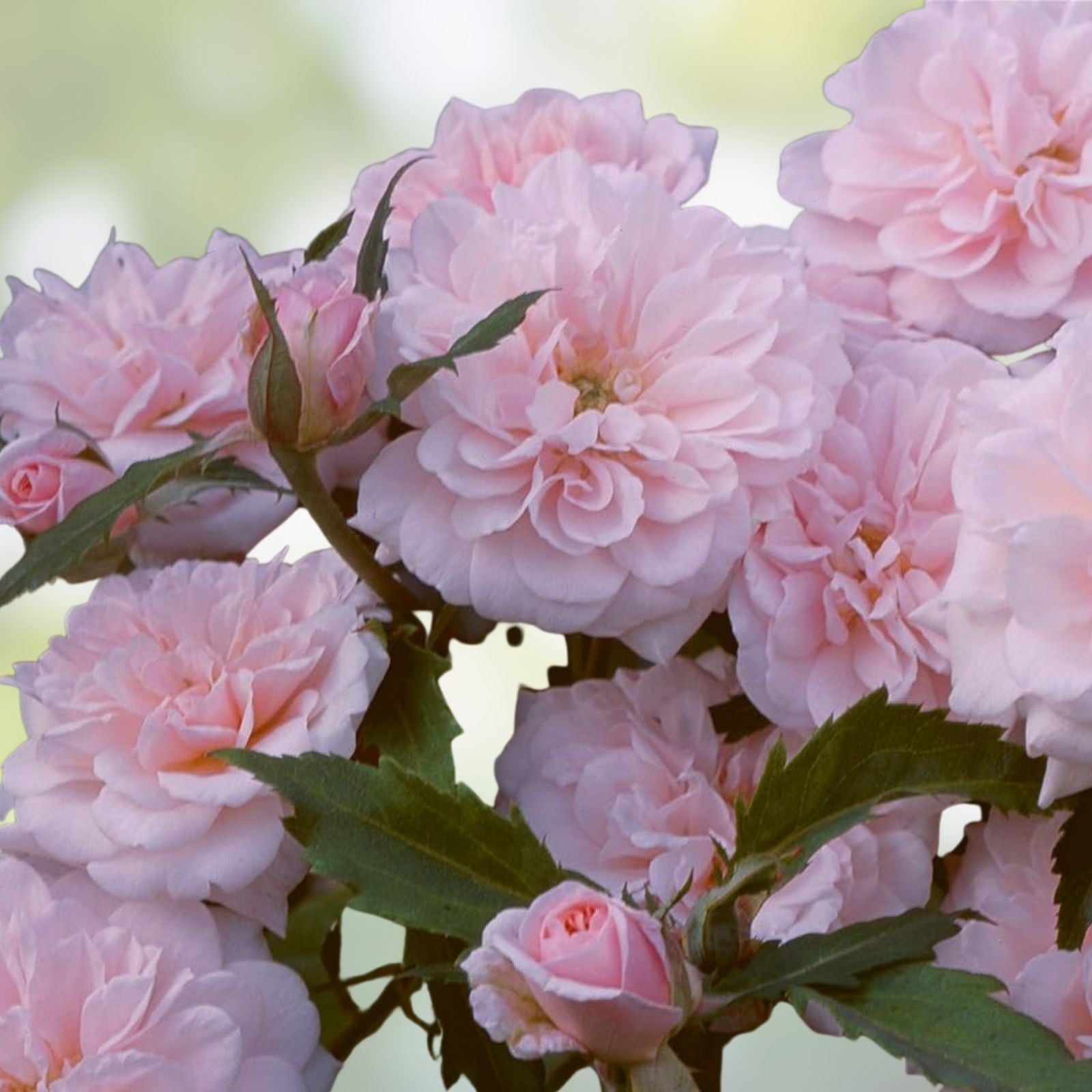 Heirloom Cecile Brunner Rose Cuttings 16 Premium Fragrant Plant Cuttings for Bushes Rosa 'Cecile Brunner'