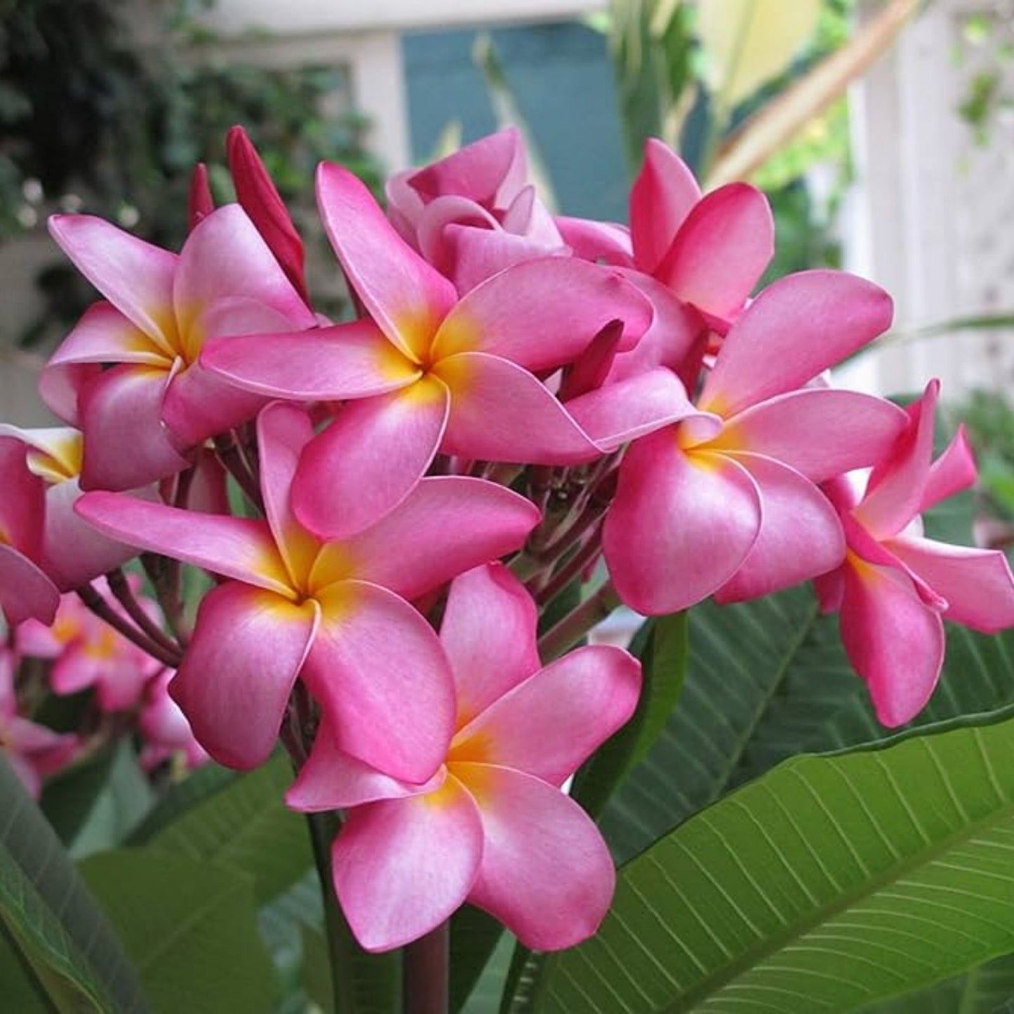 Pink Plumeria Cutting 10 Inch Rooted Frangipani Plant - Hawaiian Grown - Tropical Flowering Plant