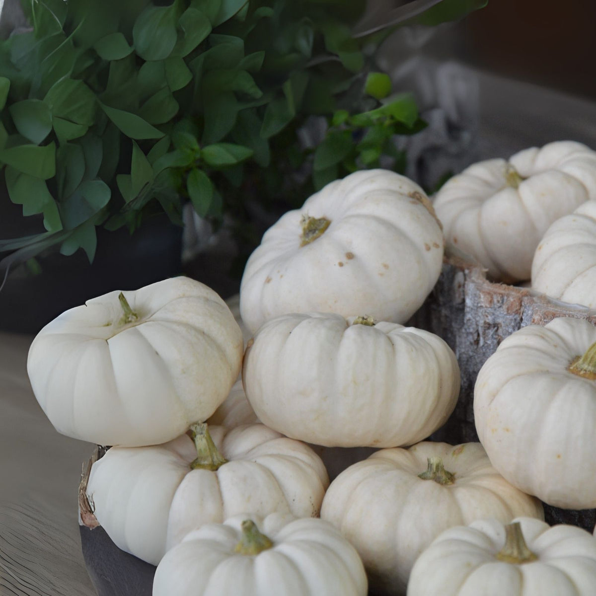 Warty Goblin Pumpkin Seeds (10 Seeds) for Planting - Unique Decorative Pumpkin Variety, Cucurbita pepo