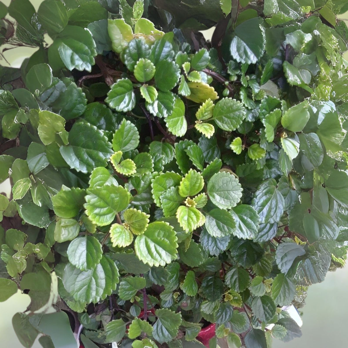 Swedish Ivy Cuttings (5) - Esquejes De Millonaria, Plectranthus verticillatus