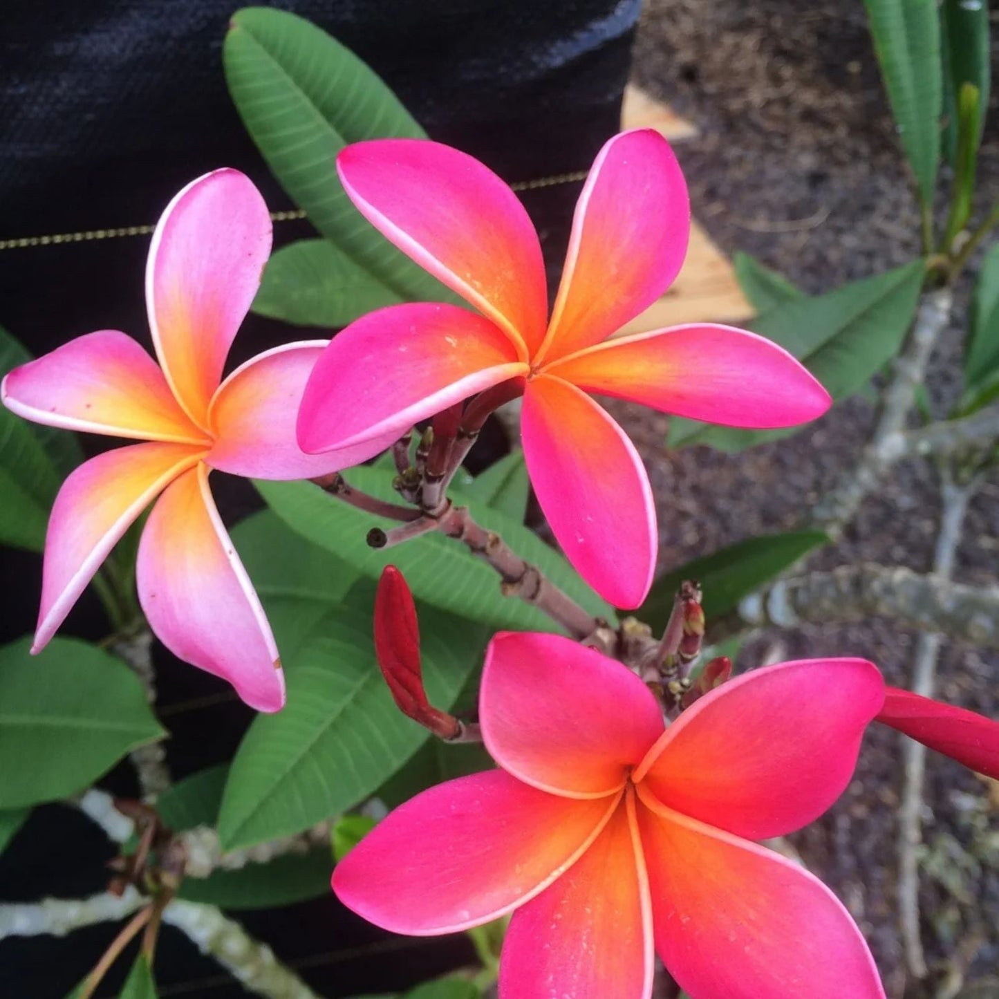 Plumeria Cutting 12-14" Kaneohe Sunset Tropical Fragrant Flowering Plant Plumeria rubra