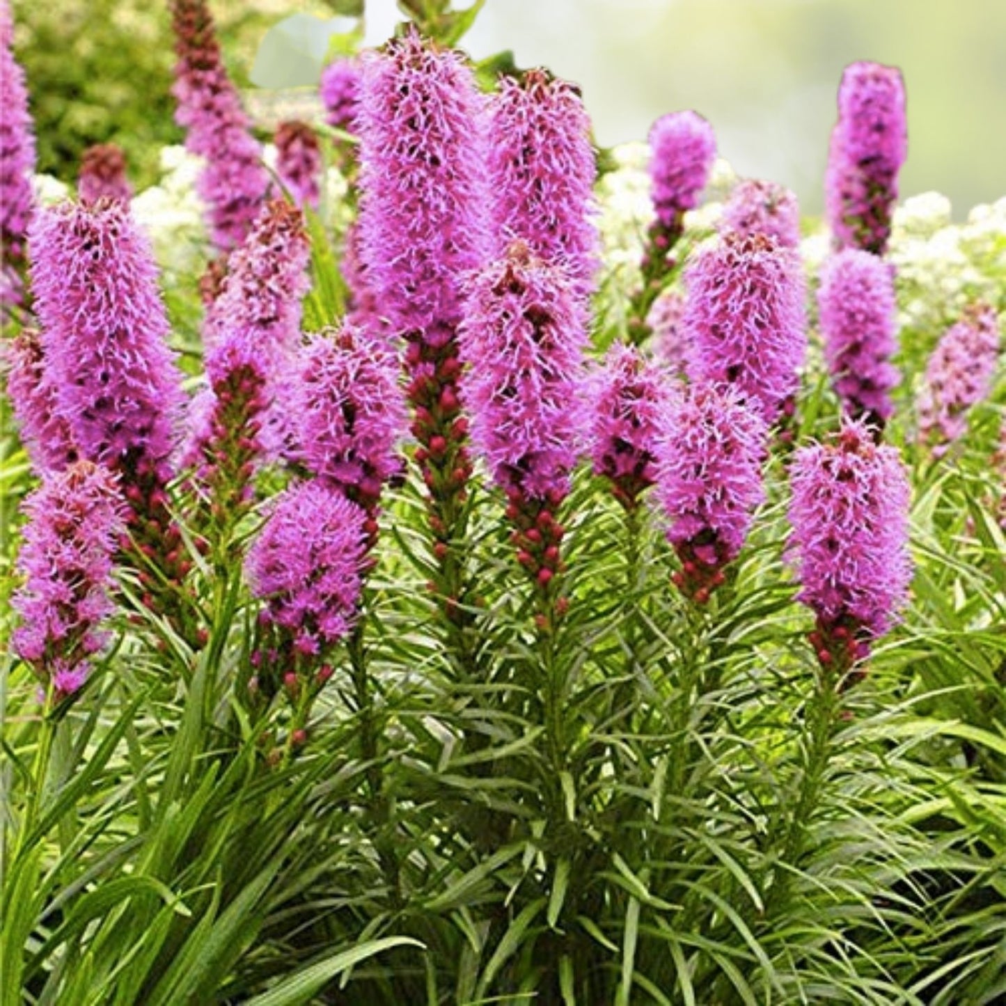 Kobold Dense Blazing Star Seeds - Liatris spicata - 25+ Seeds for Planting, Perennial Flower Garden
