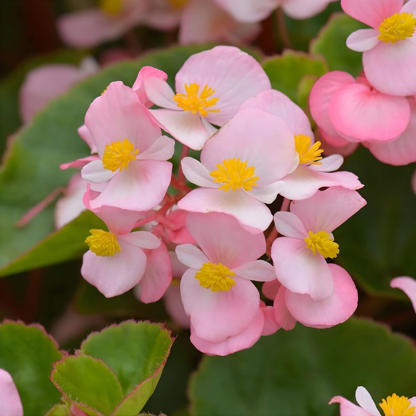Begonia Seeds 1000 Count Cocktail Gin Non-GMO Flower Seeds for Gardening Enthusiasts