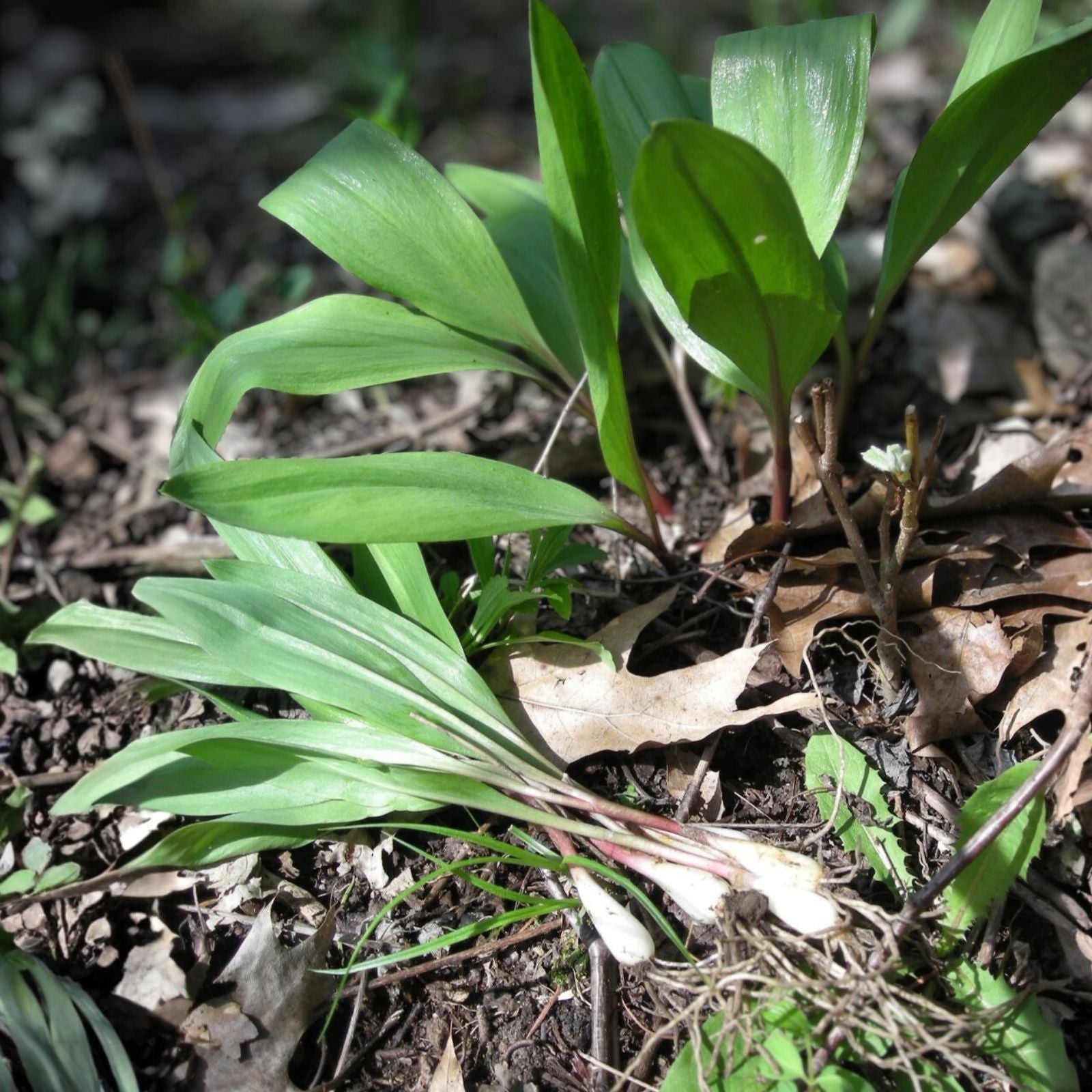 Organic Ramps Wild Leeks Bulbs - 5 Bare Root Allium for Planting - Edible Perennial Vegetables