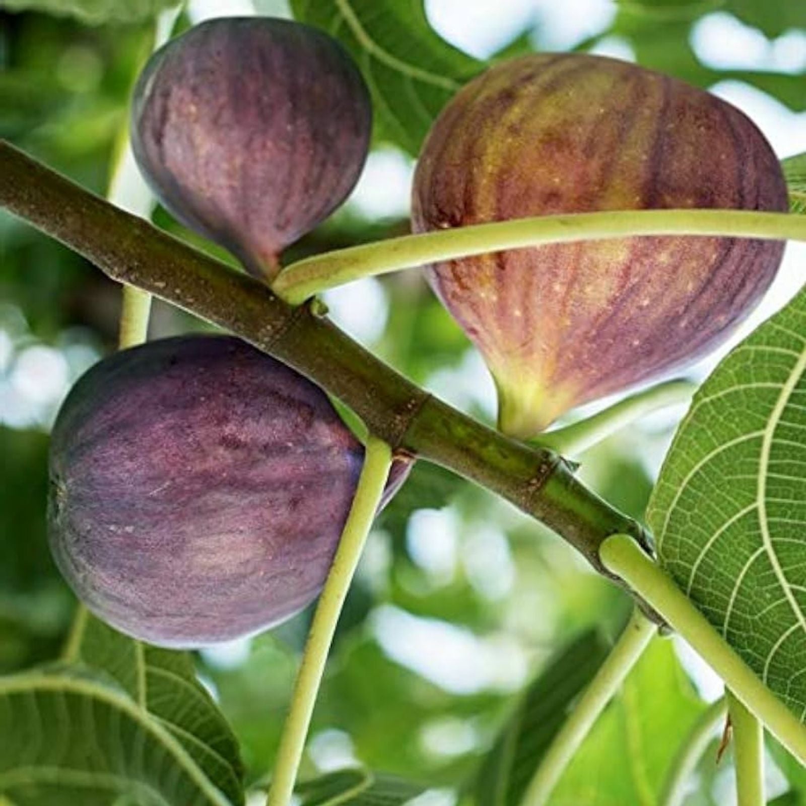 Brown Turkey Fig Cuttings - 8 Pack - Ficus carica - Edible Fruit Tree Propagation - Garden Planting Supplies