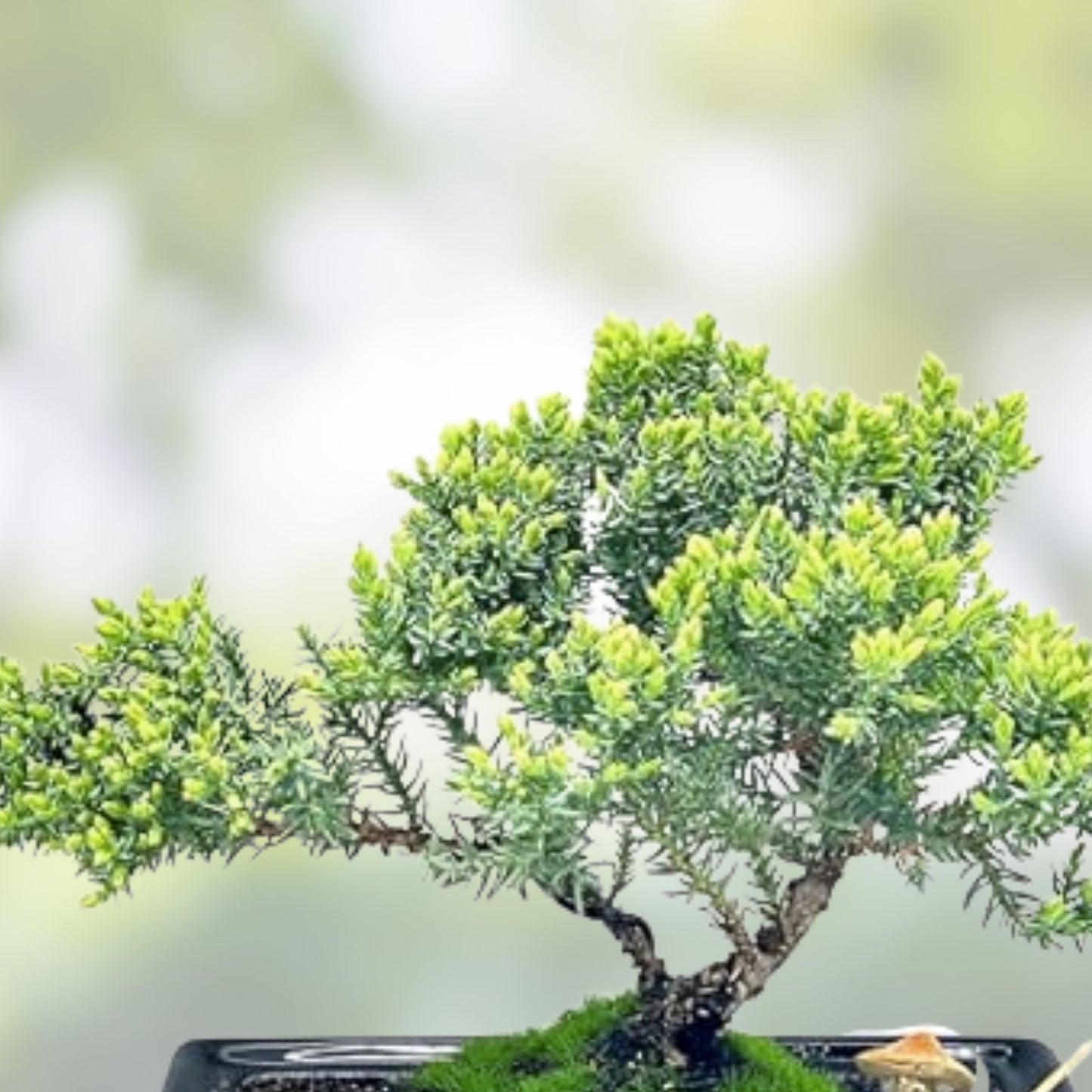 Dwarf Mugo Pine Bonsai Tree Seeds 30 Pack - Pinus mugo pumilio - Indoor & Outdoor Gardening Supplies
