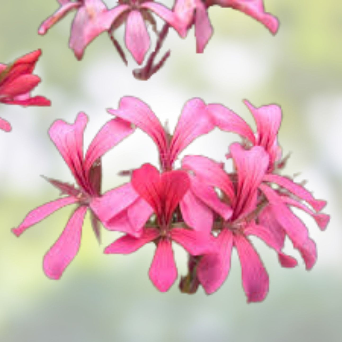 Geranium Cuttings 6" Cascade Pink Ivy Pelargonium peltatum 'Cascade Sofie' Unrooted Plant