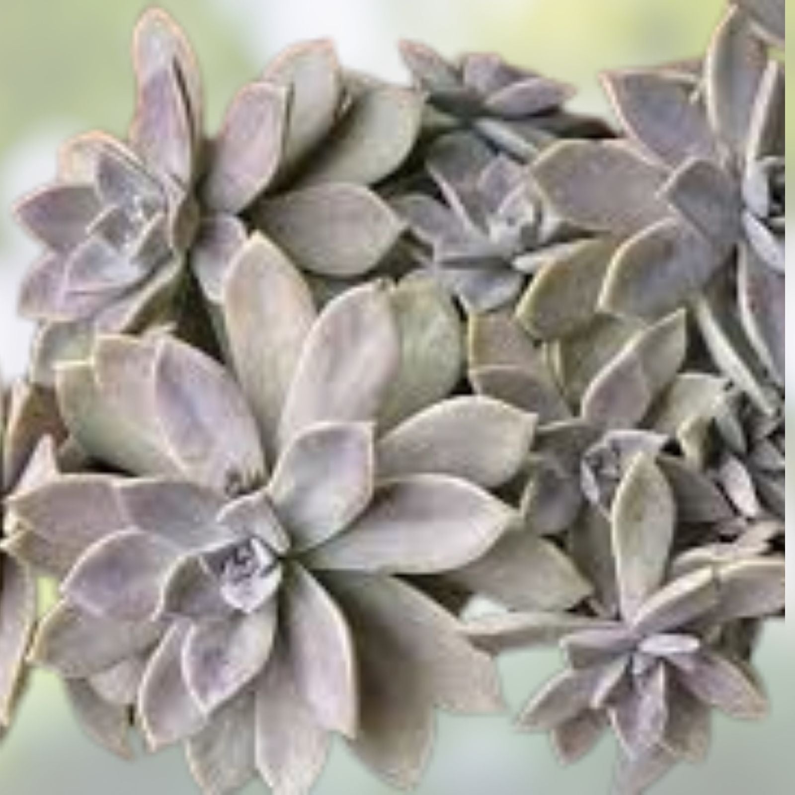 Ghost Graptopetalum Succulent Live Rooted Cuttings – Easy Care Succulent Plant, Graptopetalum paraguayense