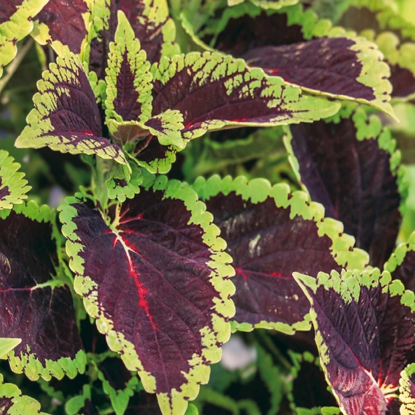 Coleus Seeds 100+ Rainbow Mix Colorful Foliage for Planting Plectranthus scutellarioides Ships from USA