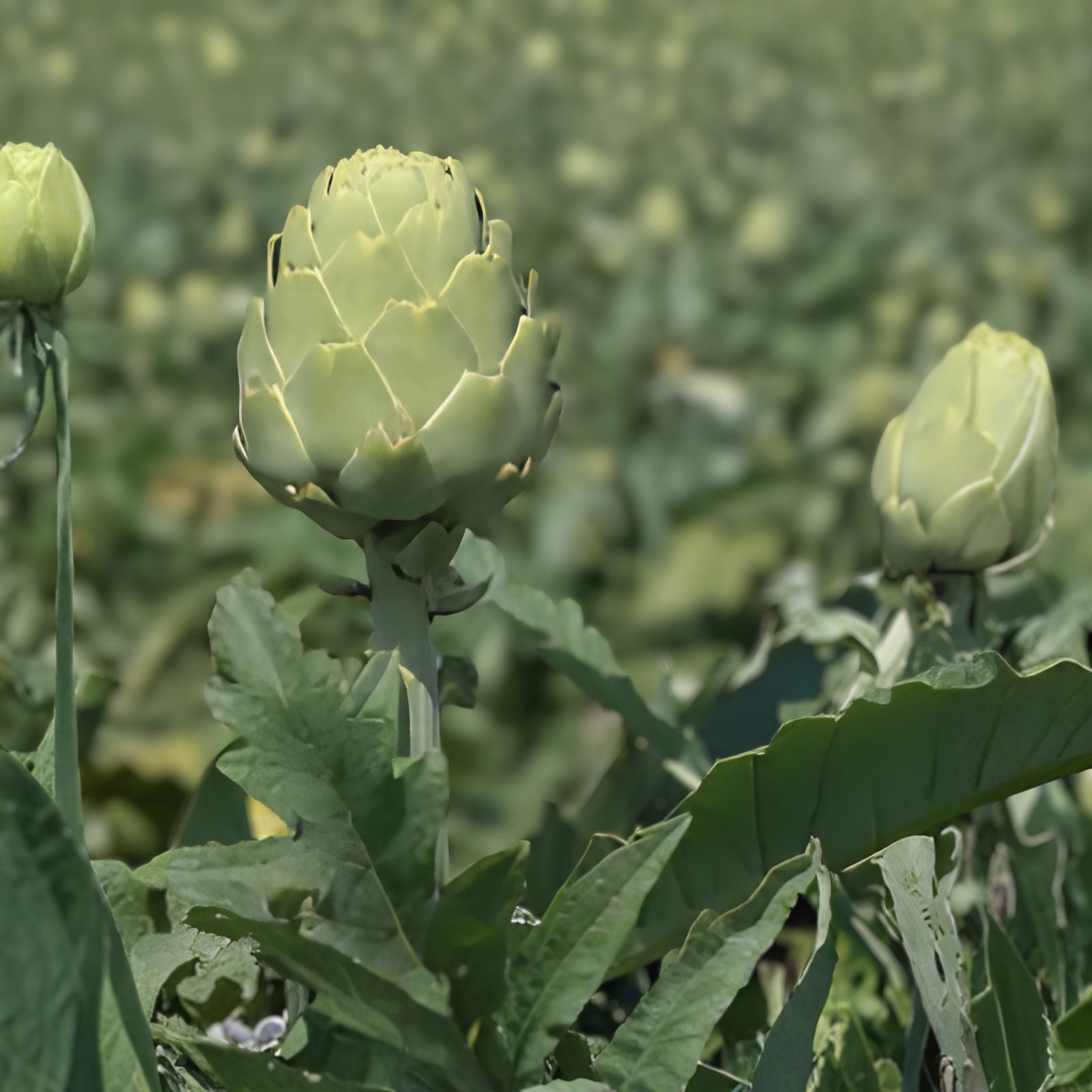 Exotic Globe Artichoke Seeds 100+ Rare Garden Vegetable Cynara scolymus Non-GMO Heirloom Seed Pack