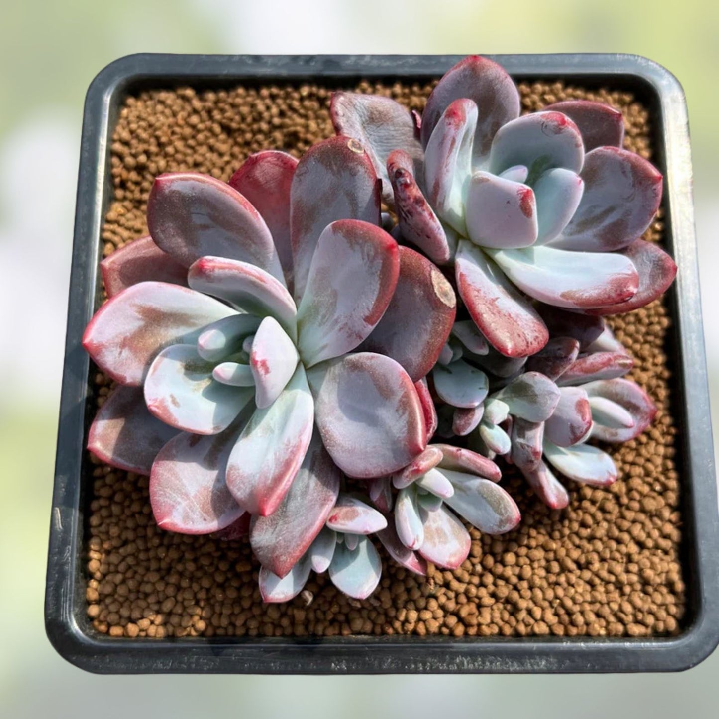 Rare Succulent Graptoveria Dusty Pink Live Plant 4-Inch Garden Decor, Healthy, Unique Succulent, Pink Foliage, Easy Care