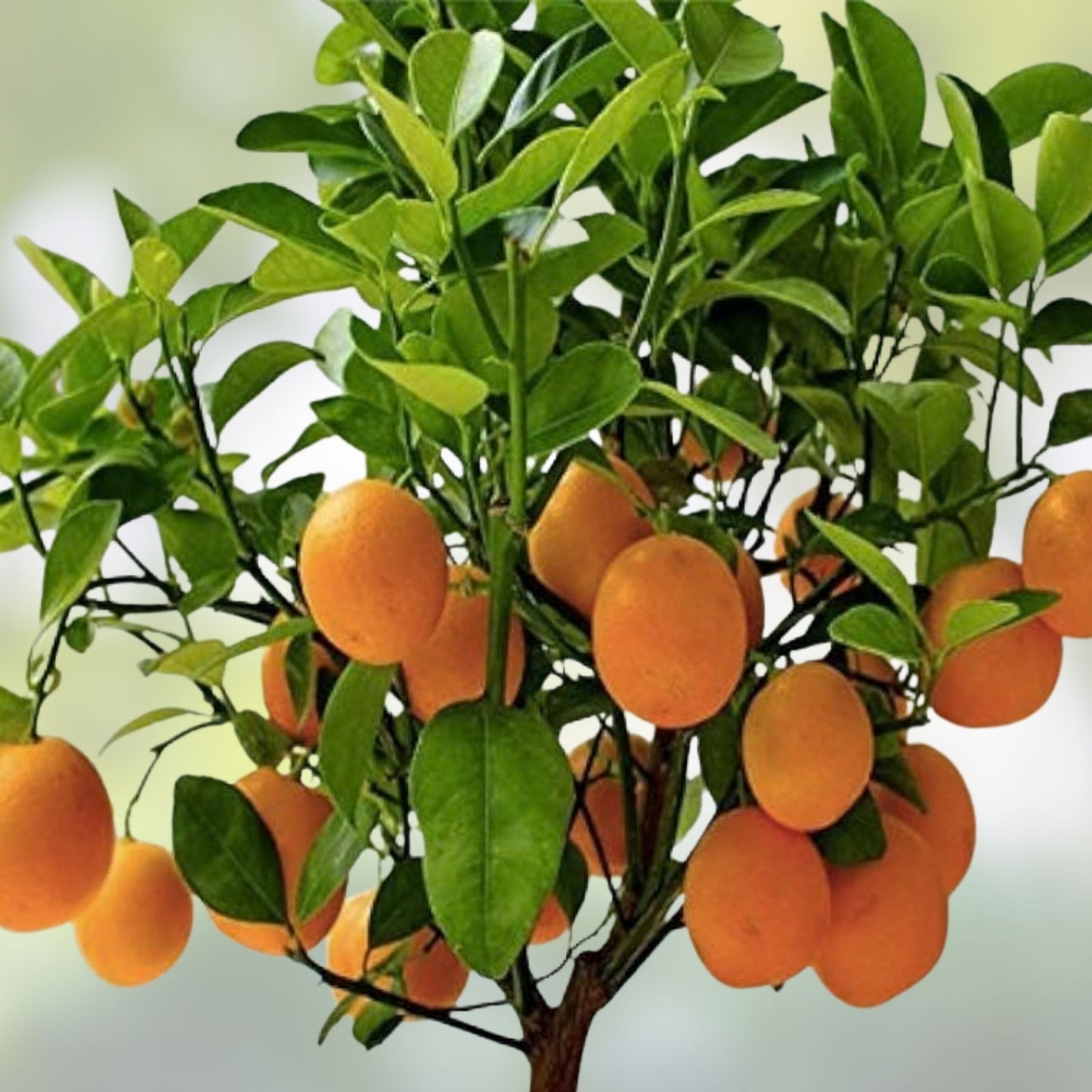 Dwarf Orange Seeds for Planting - 10 Hardy Citrus reticulata Seeds - Grow Fruit-Bearing Orange Tree
