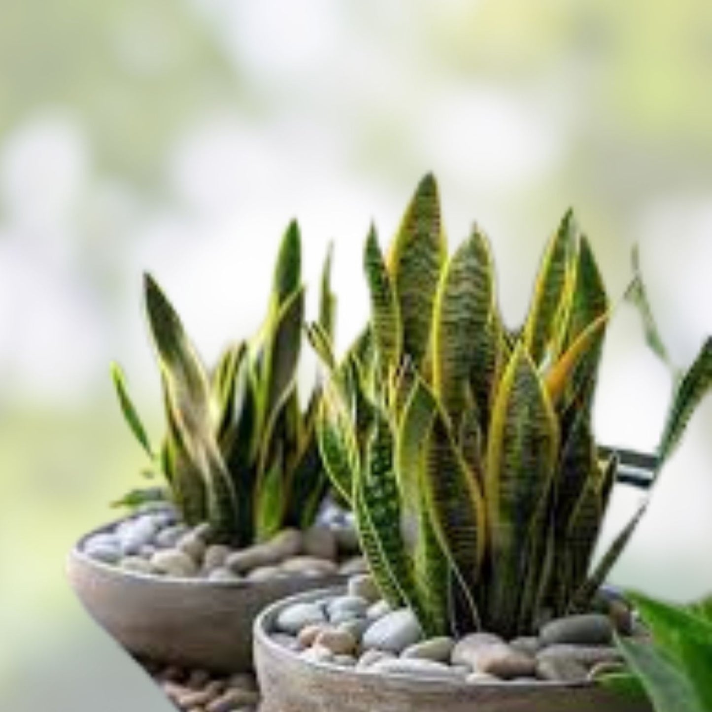 Rooted Dracaena Snake Plant Cuttings - Sansevieria Trifasciata Indoor Houseplant, Easy Care, Air Purifying
