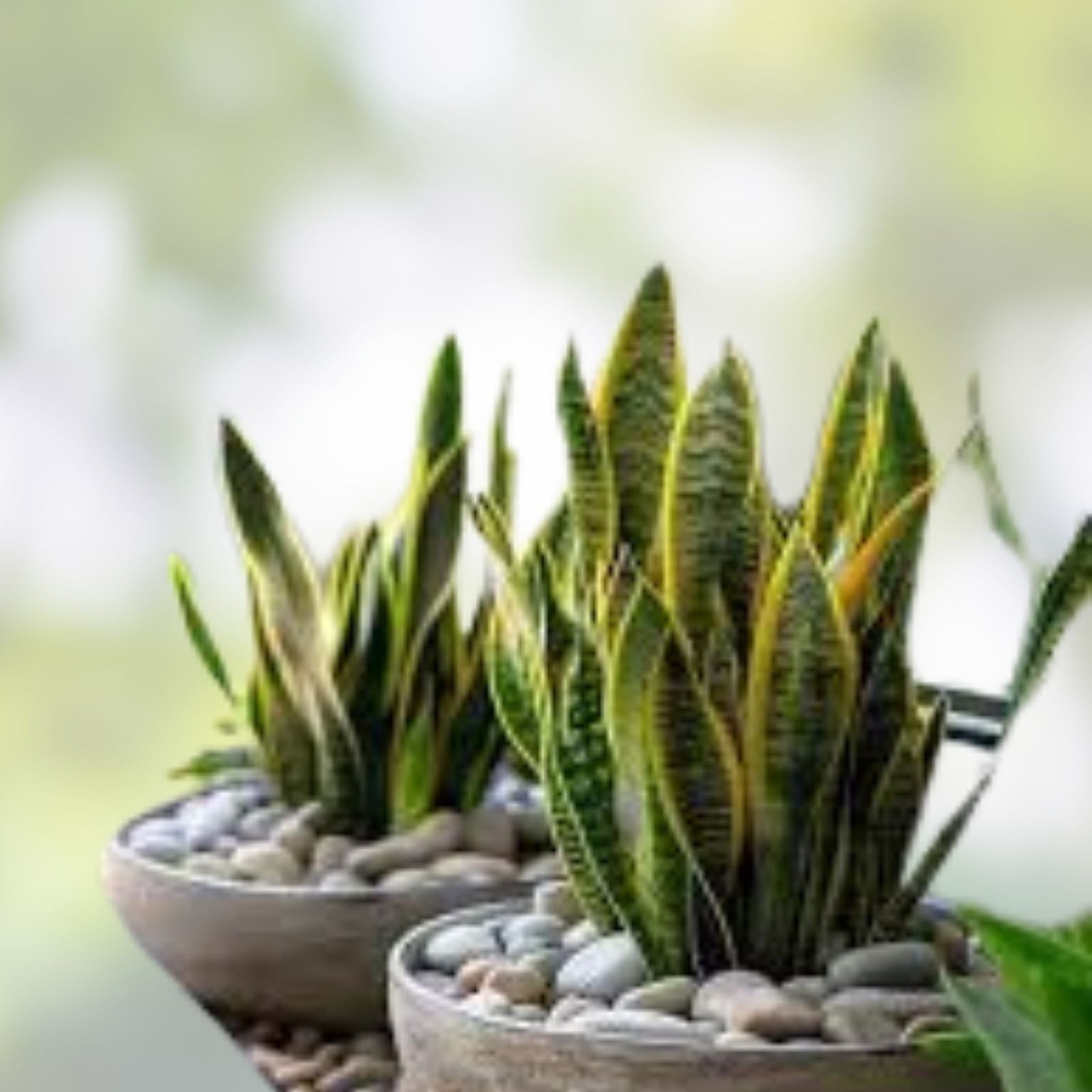 Rooted Dracaena Snake Plant Cuttings - Sansevieria Trifasciata Indoor Houseplant, Easy Care, Air Purifying