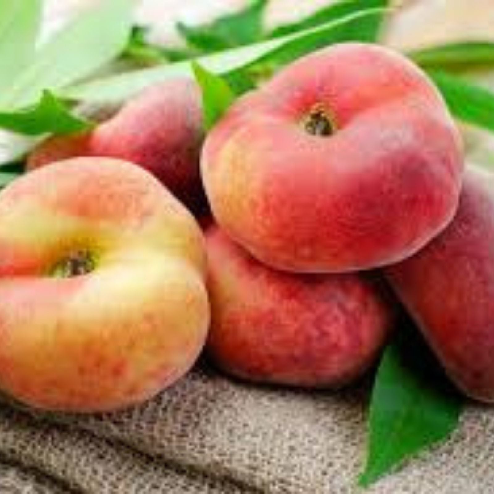 Rare Sweet Big Japanese Donut Peach Cuttings for Rooting or Grafting – Prunus persica var. doughnut