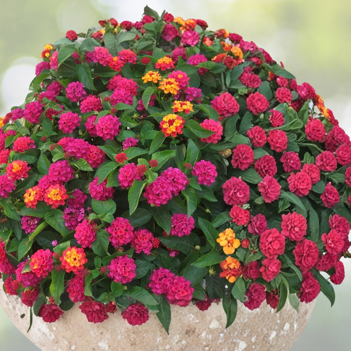 Colorful Lantana Plants 6 in Pot - Lantana camara - Bright Ornamental Shrubs for Garden & Pollinator Attraction