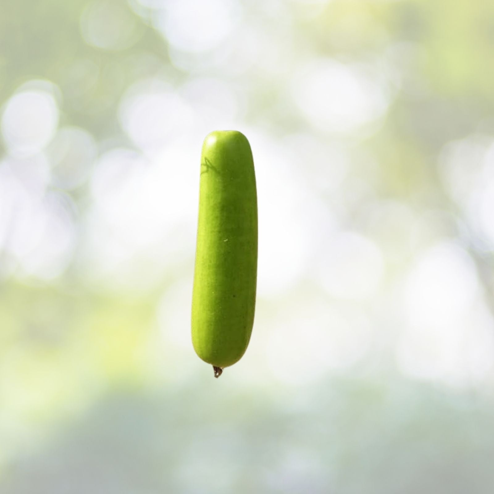 Calabash Bottle Gourd Seeds - 15+ Seeds - Chinese Pugua Nam Tao Yao Lauki Opo Vegetable - USA