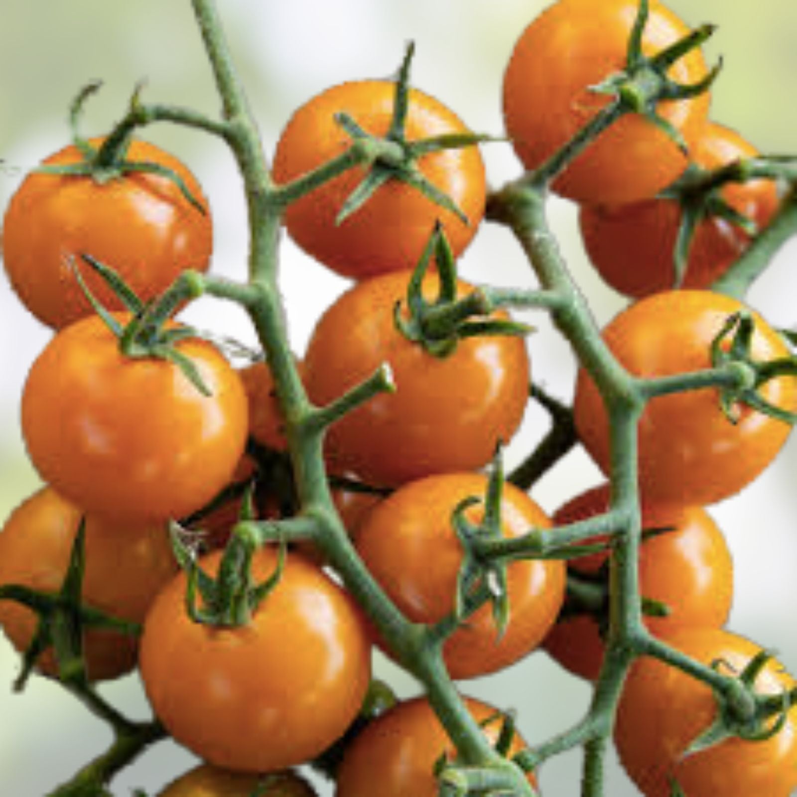 Sun Sugar Tomato Seeds 10 Pack Cherry Tomato Solanum lycopersicum Sweet Juicy Fruit Live Plant Cutting