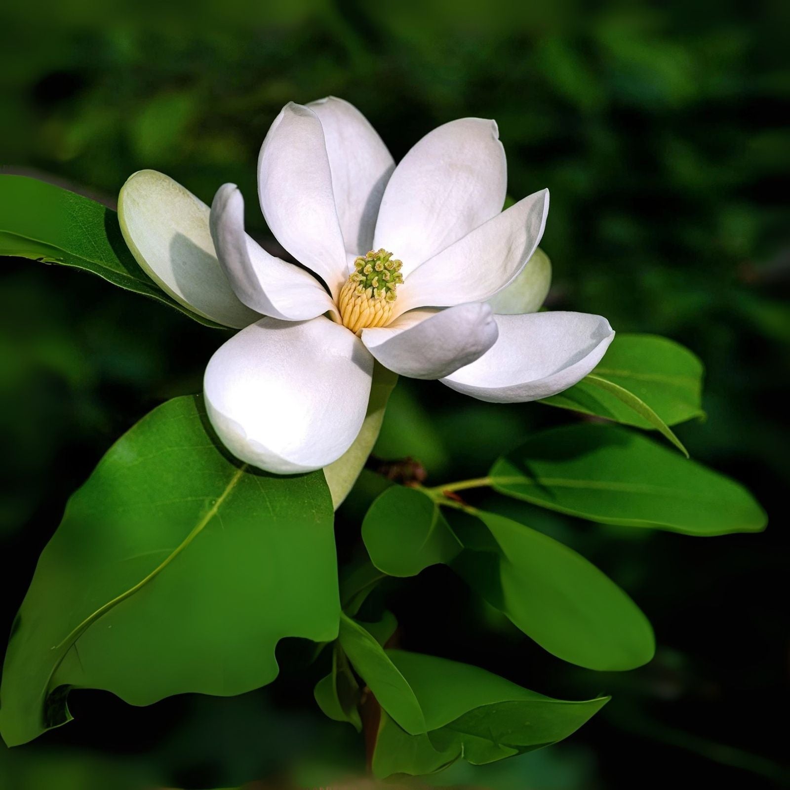 Sweetbay Magnolia Tree Seeds - 20 Pack - Magnolia virginiana - Northern Variety for Planting