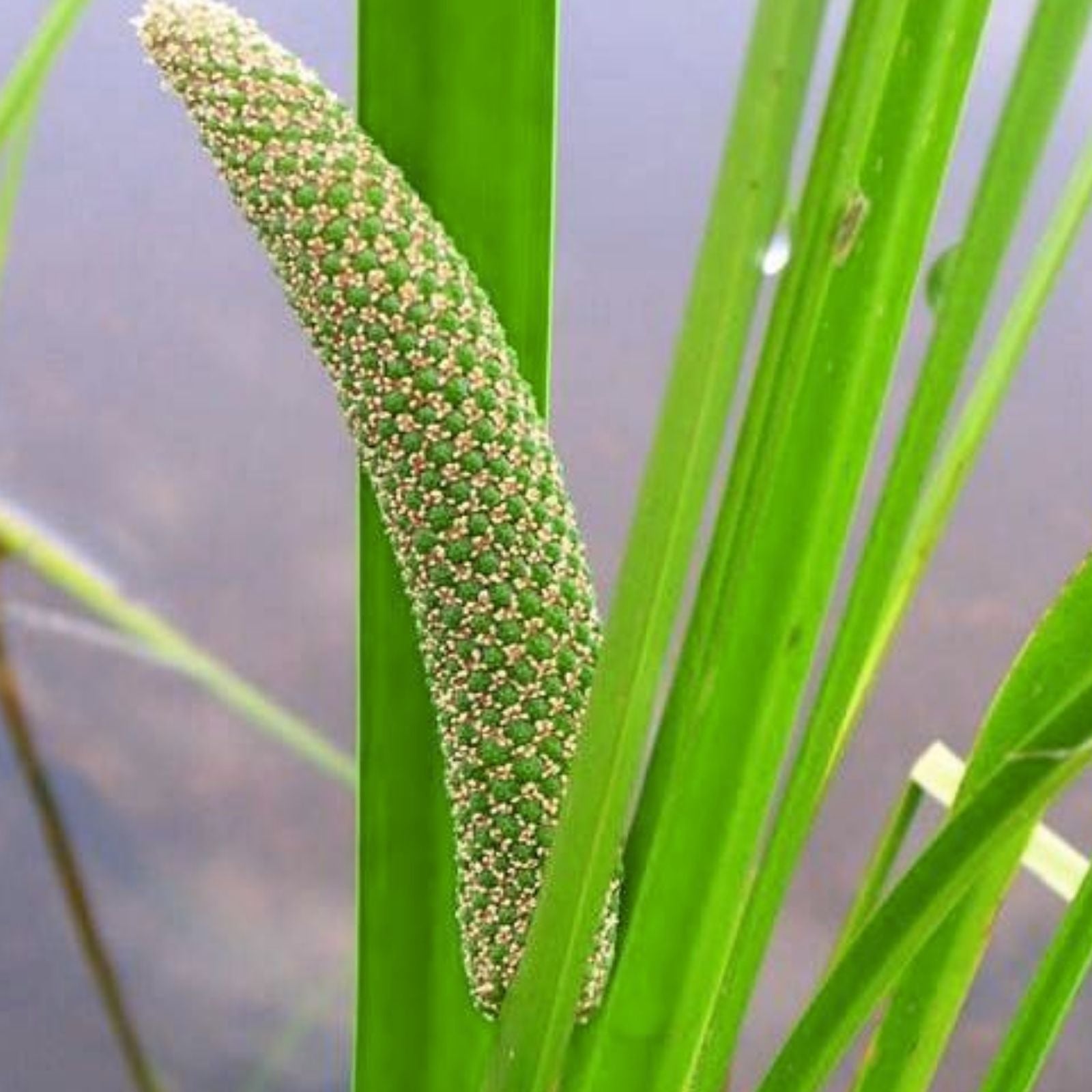 Sweet Flag Seeds for Planting – 50 Count – Acorus americanus – Native Perennial Wetland Plant Seeds