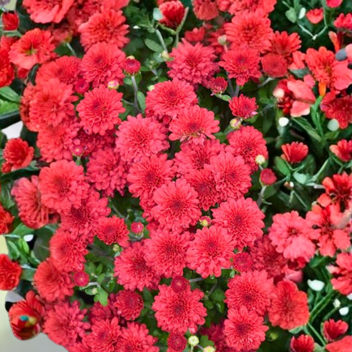 Crimson Sparks Mum Seeds 200+ Chrysanthemum Flower Seeds Colorful Fall Blooms Chrysanthemum morifolium