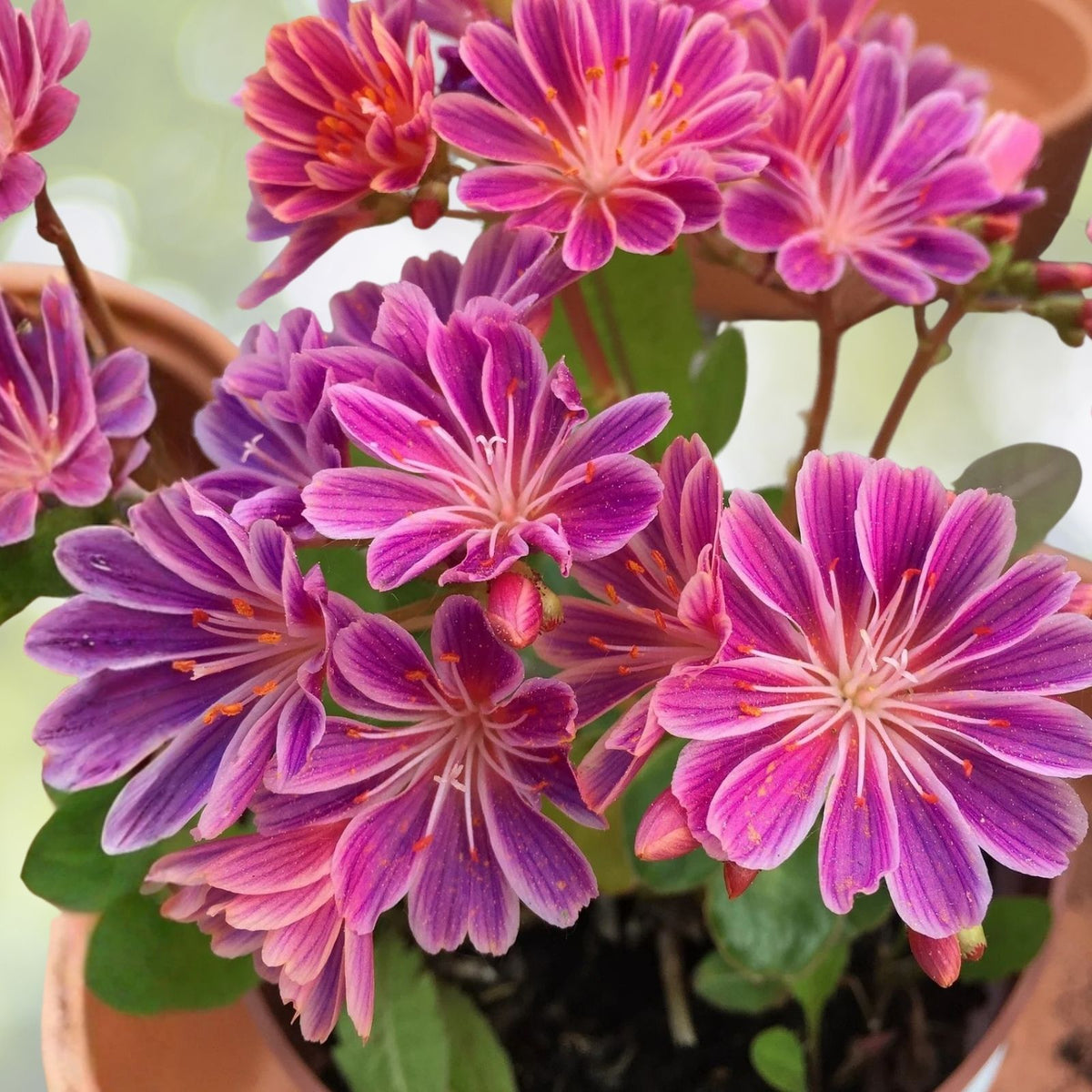 Lavender Lewisia Seeds 35 or 100 Count Non-GMO Flower Seeds Garden Lewisia cotyledon