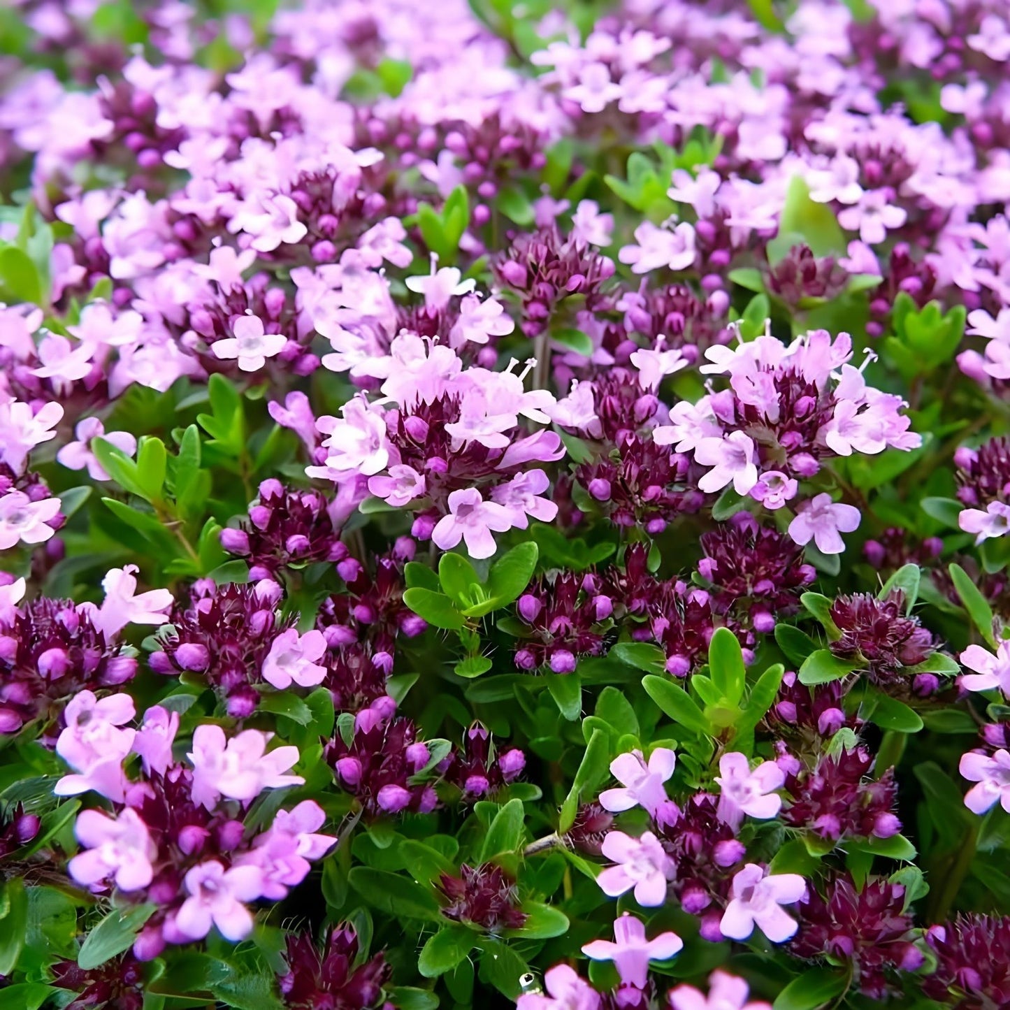 Creeping Thyme Seeds 500 Count - Magic Carpet - Thymus serpyllum Perennial Ground Cover for Landscaping and Gardens