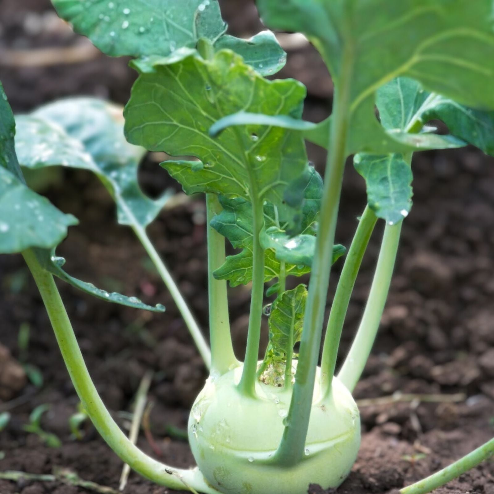 Kohlrabi Seeds 100 Heirloom Non-GMO Early White Vienna Vegetable Garden Seed for Planting