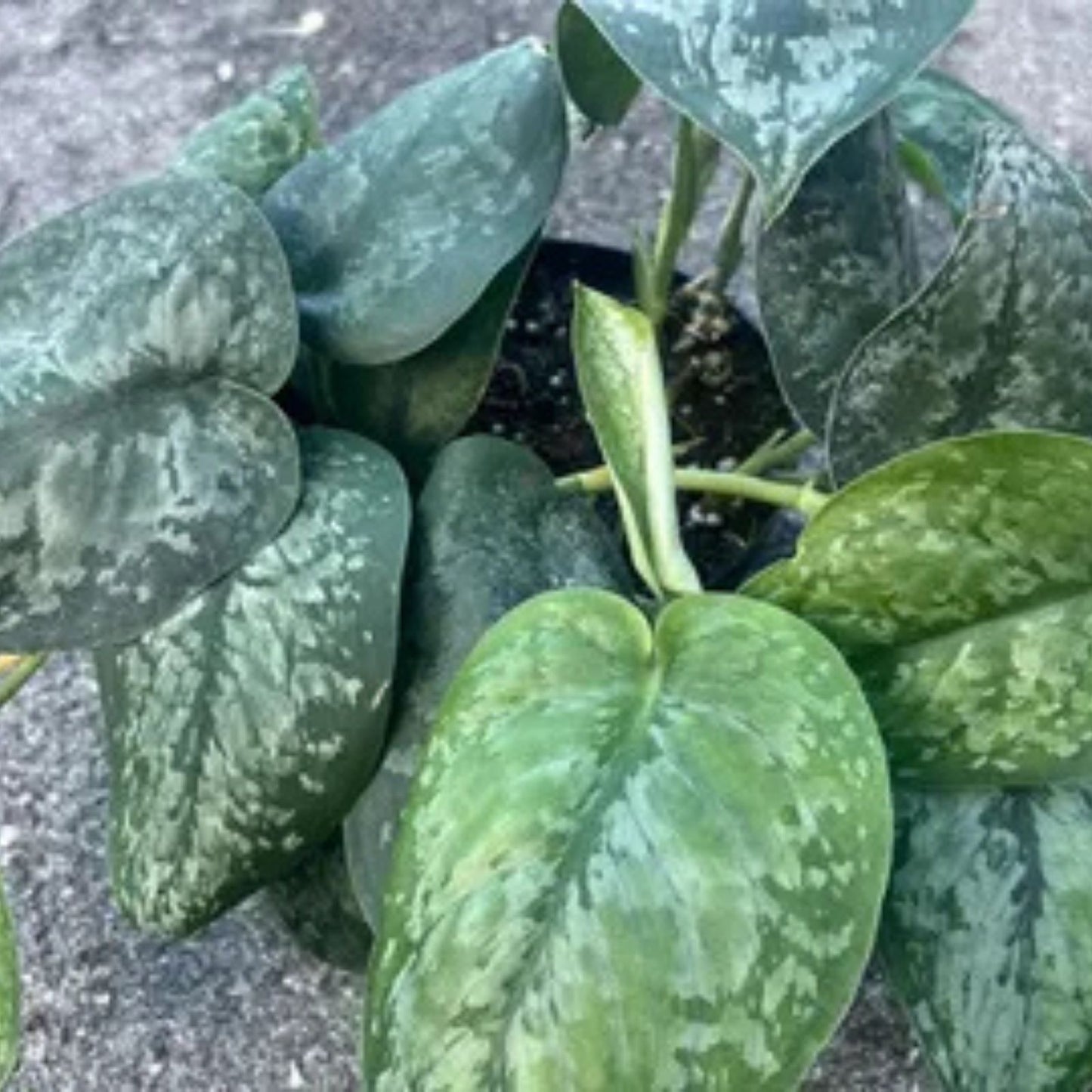 Rooted Scindapsus Treubii Superstar Variegated Top Cutting - Rare Indoor Houseplant, Easy Care Tropical Greenery