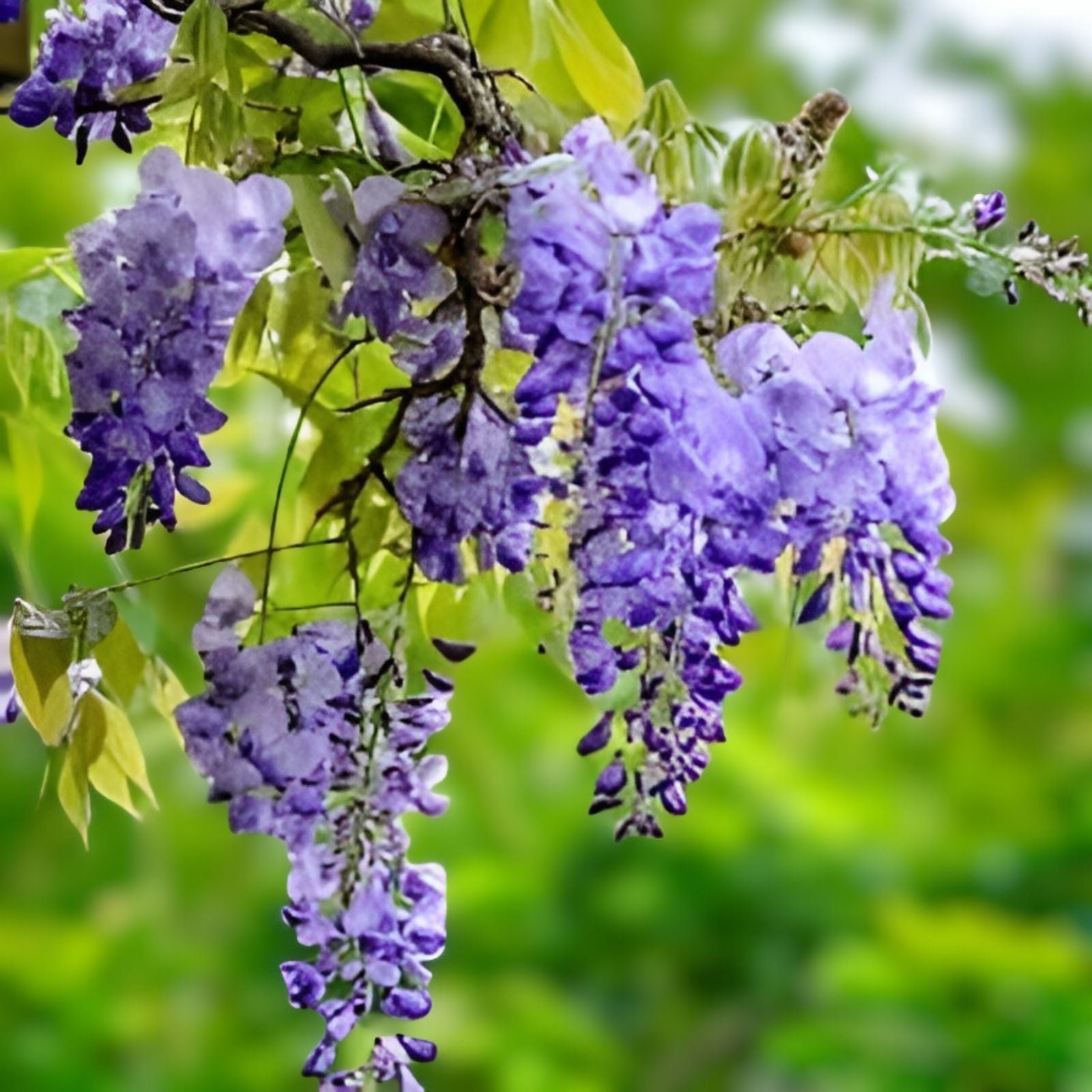 Wisteria Seedling 1 Year Blue Moon Variety Fast-Growing Ornamental Plant Wisteria macrostachya