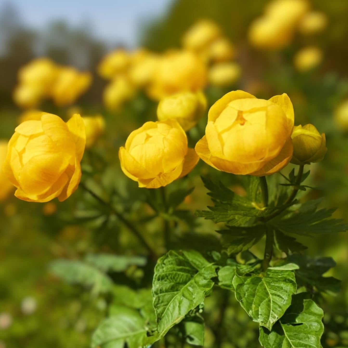 Yellow Globe Flower Seeds - 50 Seeds for Cut Flowers & Bonsai - Trollius aureus - Bright Yellow Blooming Plant