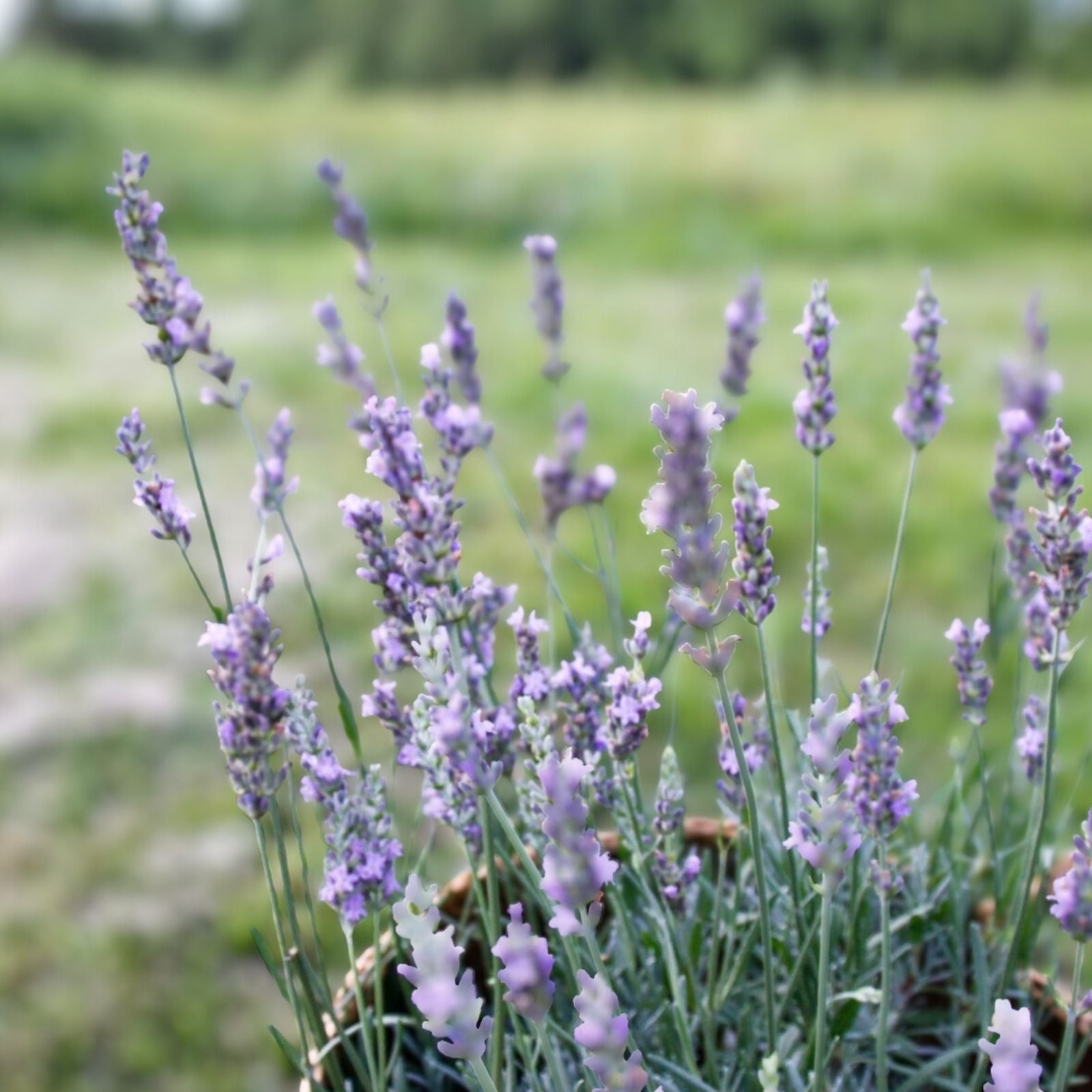 Fragrant Lavender Starter Plant - Sensational Variety for Gardens & Gifts - Lavandula angustifolia
