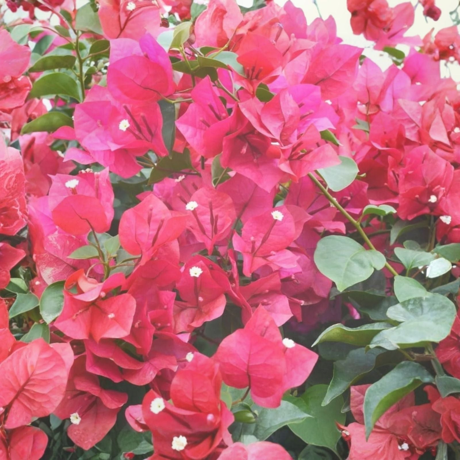 Bougainvillea Plant 6-12" Hot Pink Live Shrub Vine Bougainvillea spectabilis