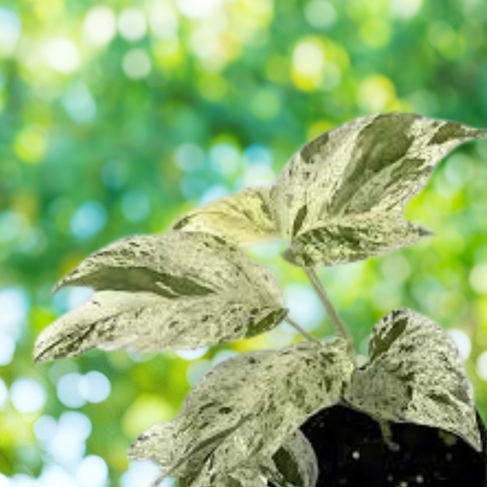 Albo Pothos Cutting - Fresh Marble Variegation - Rare Epipremnum Pinnatum Indoor Plant Decor