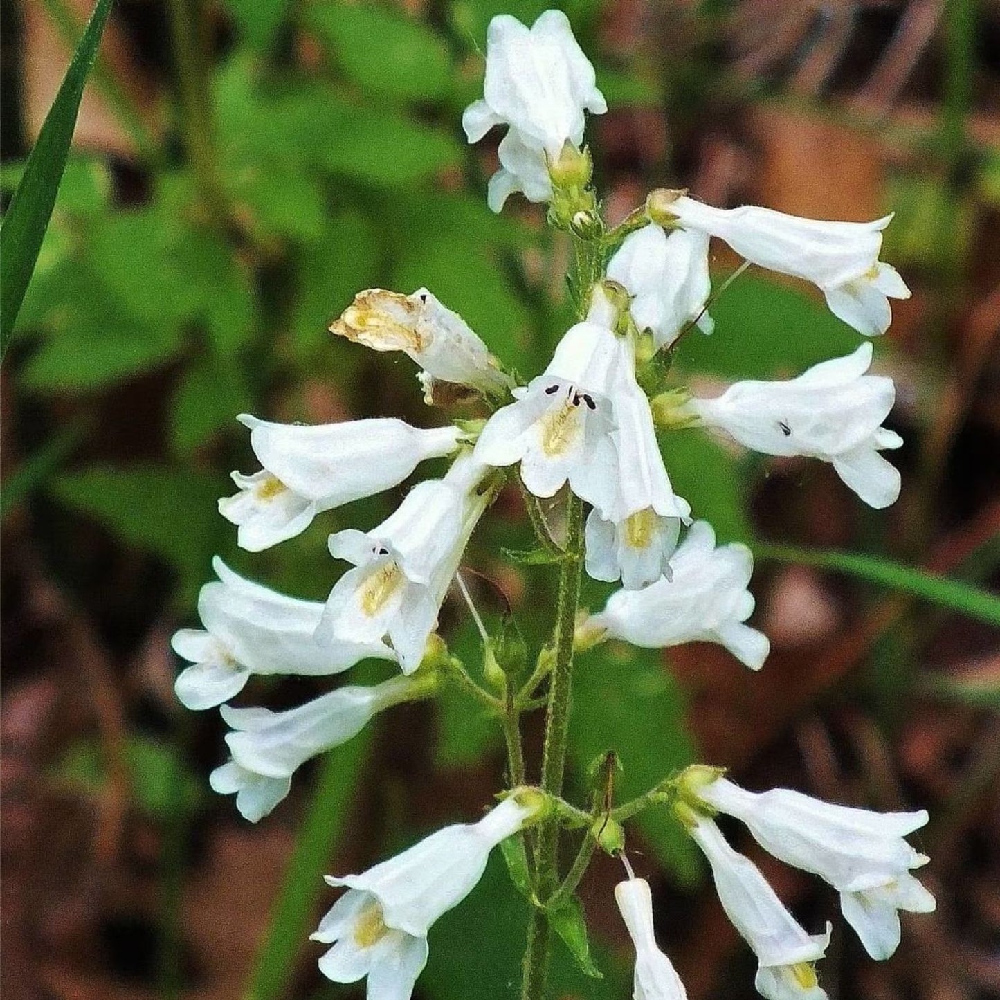 Hairy Beardtongue Seeds 200 Count Penstemon hirsutus Wildflower Seeds for Planting, Native Perennial Flower Seeds