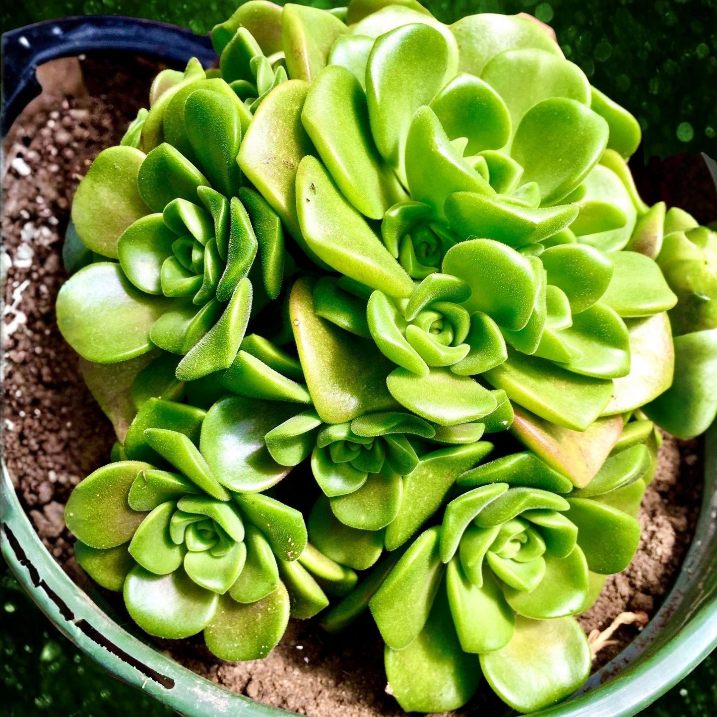 Succulent 2" Live Plant Green Aeonium Simsii Large Rosette Indoor Garden Plant