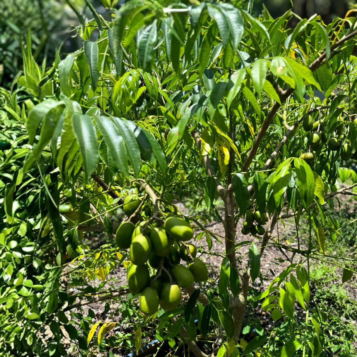 Fresh Thai June Plum Fruits 5 Pounds - Prunus javanica - Freshly Picked Florida Fruit - Exotic Tropical Flavor