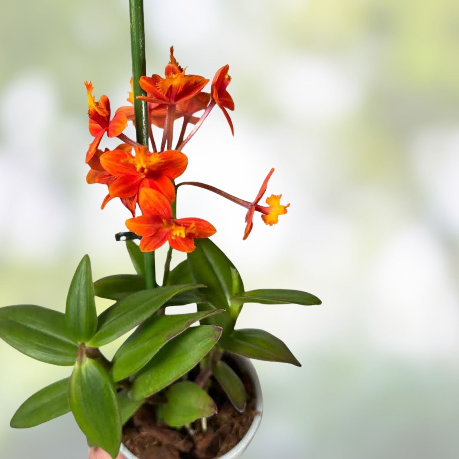 Epidendrum Radicans Orange Orchid Cuttings – 2 Live Plants for Ground or Pot, Vibrant Tropical Flowers